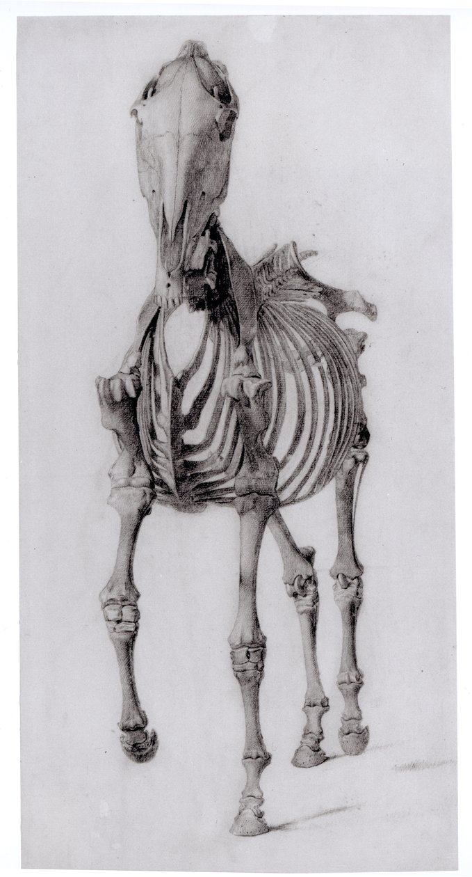Bir atın iskeletinin önden görünümü, The Anatomy of the Horse, 1766