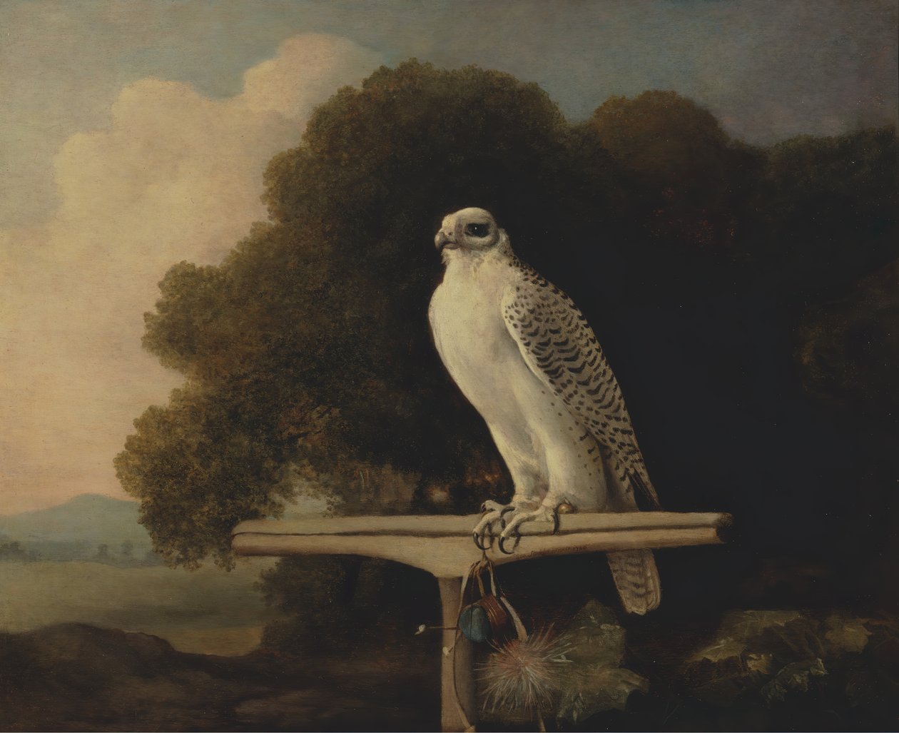 Grönland Şahini, Gyr Falcon, 1780. by George Stubbs