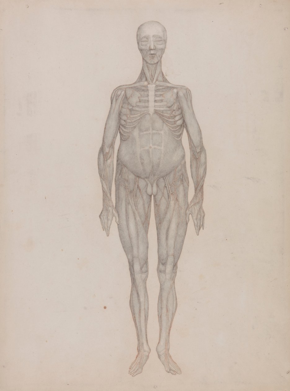 İnsan Figürü, Önden Görünüm (Hiç Yayınlanmamış Bir Plaka İçin Amaçlanmıştır) by George Stubbs