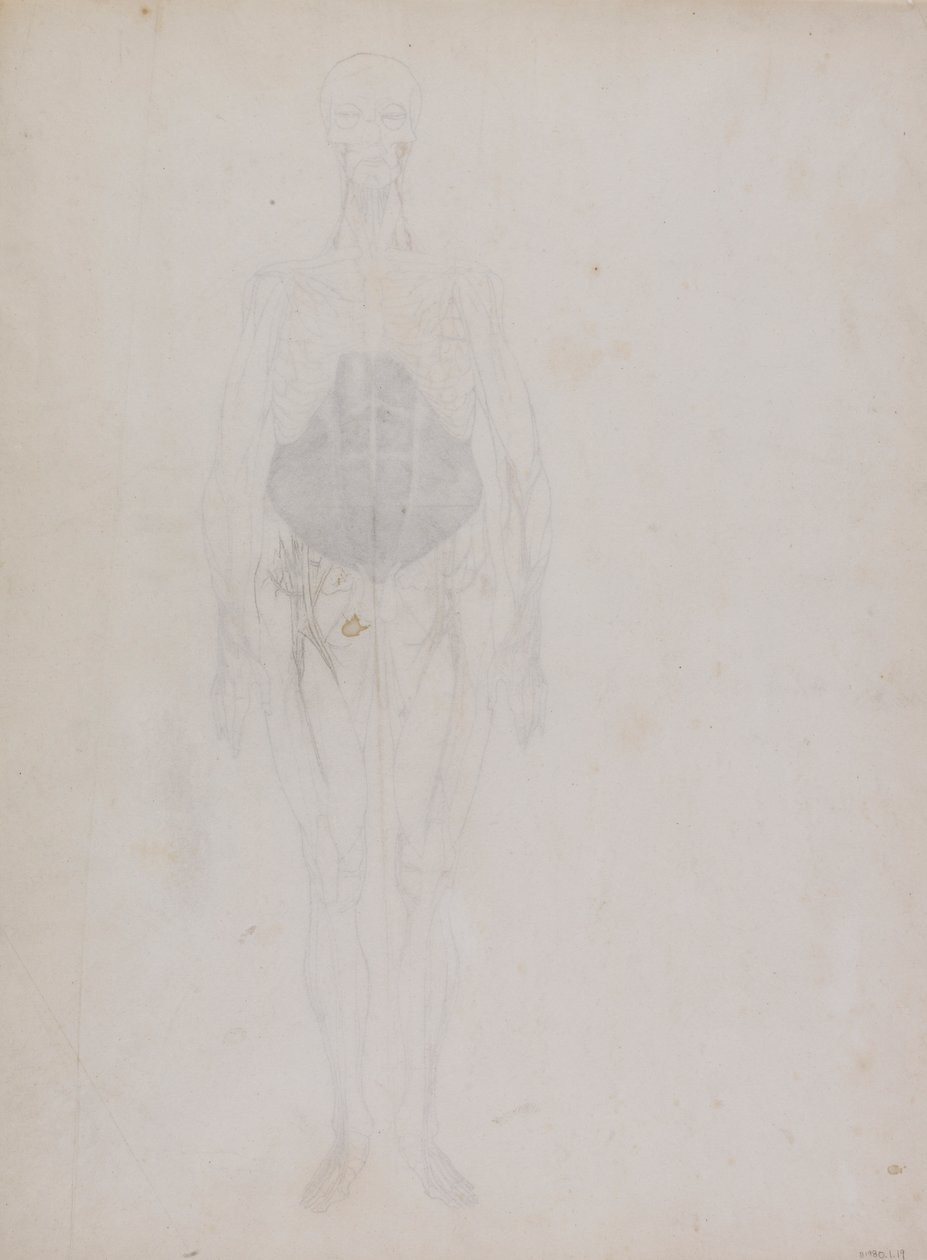 İnsan Figürü, Önden Görünüm (Büyük ölçüde ana hatlarıyla) by George Stubbs