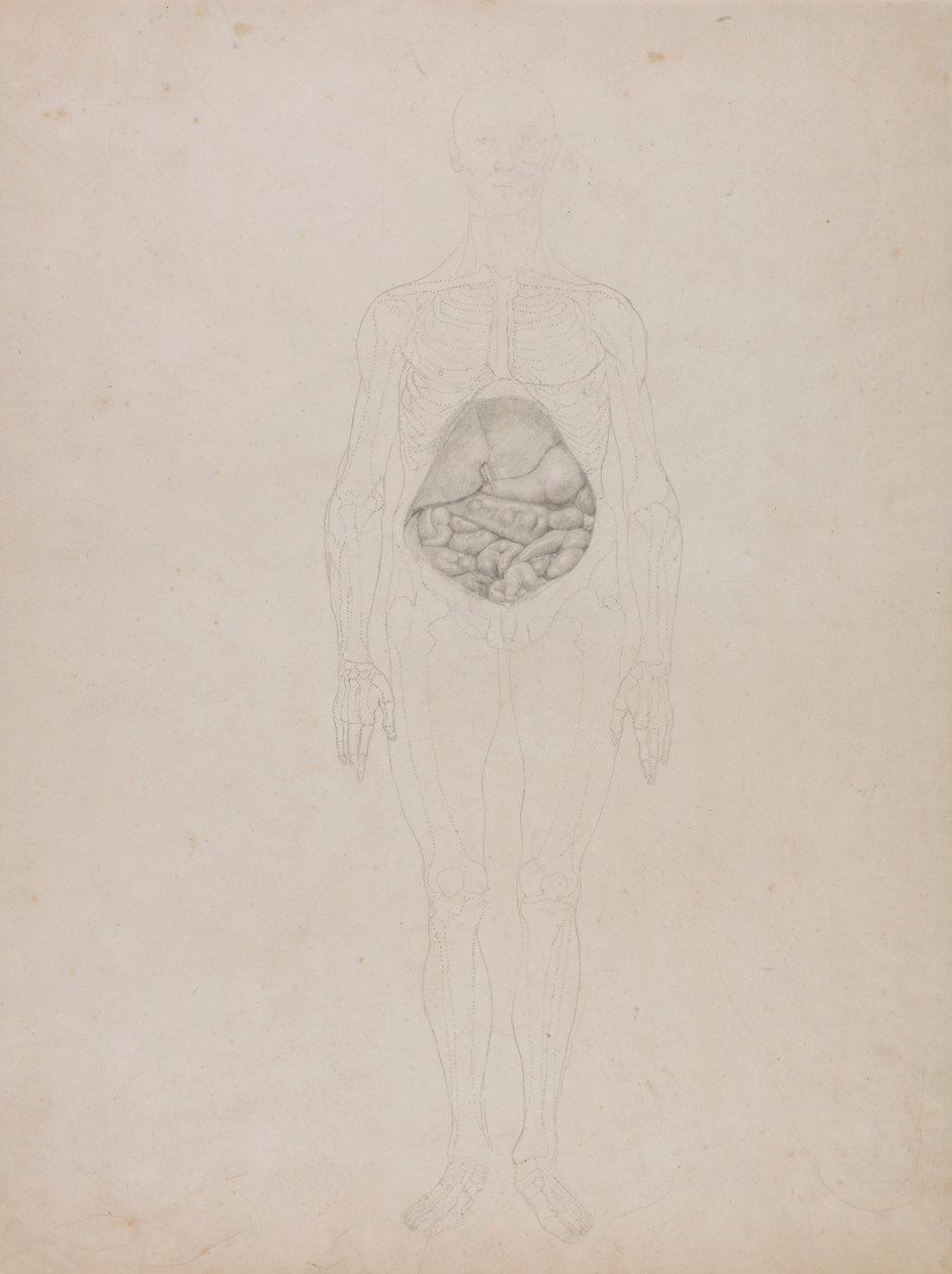İnsan Figürü, Önden Görünüm (Anahat çizimi) by George Stubbs