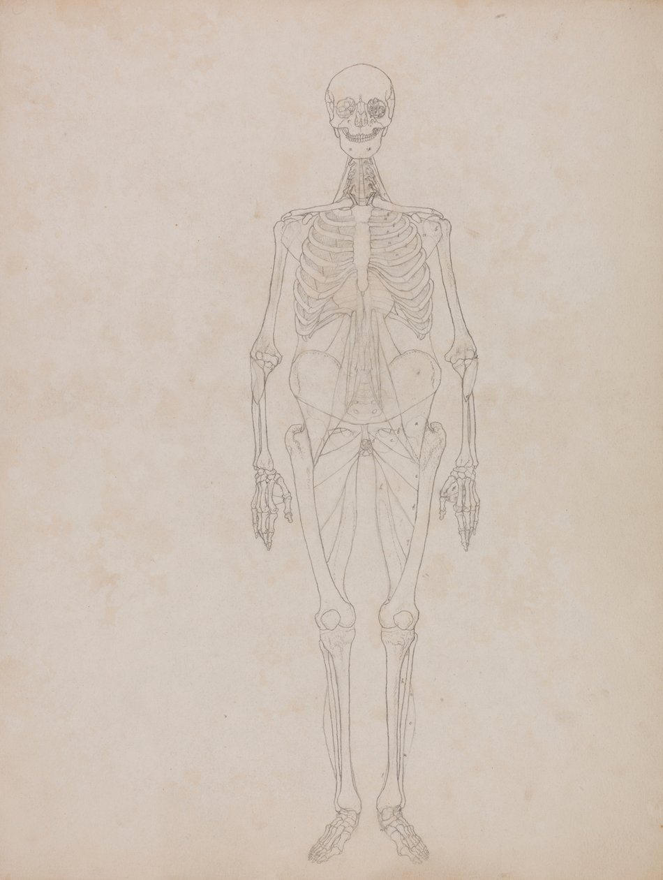 İnsan Figürü, Önden Görünüm (Anahat şekli) by George Stubbs