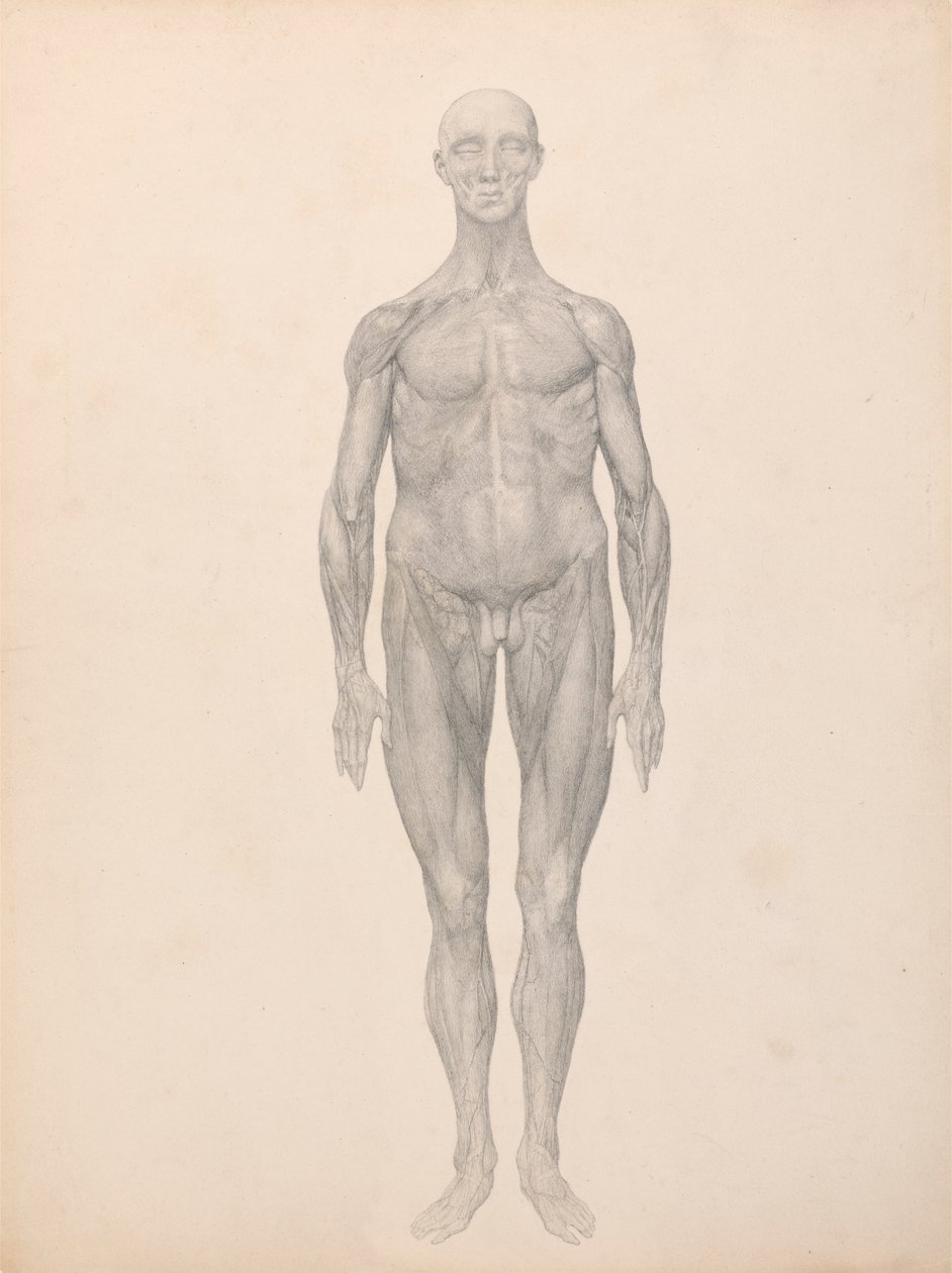 İnsan Figürü, Önden Görünüm, Deri ve Alttaki Fasyal Katmanlar Kaldırıldı (Tablo XI için Çalışma Bitti) by George Stubbs