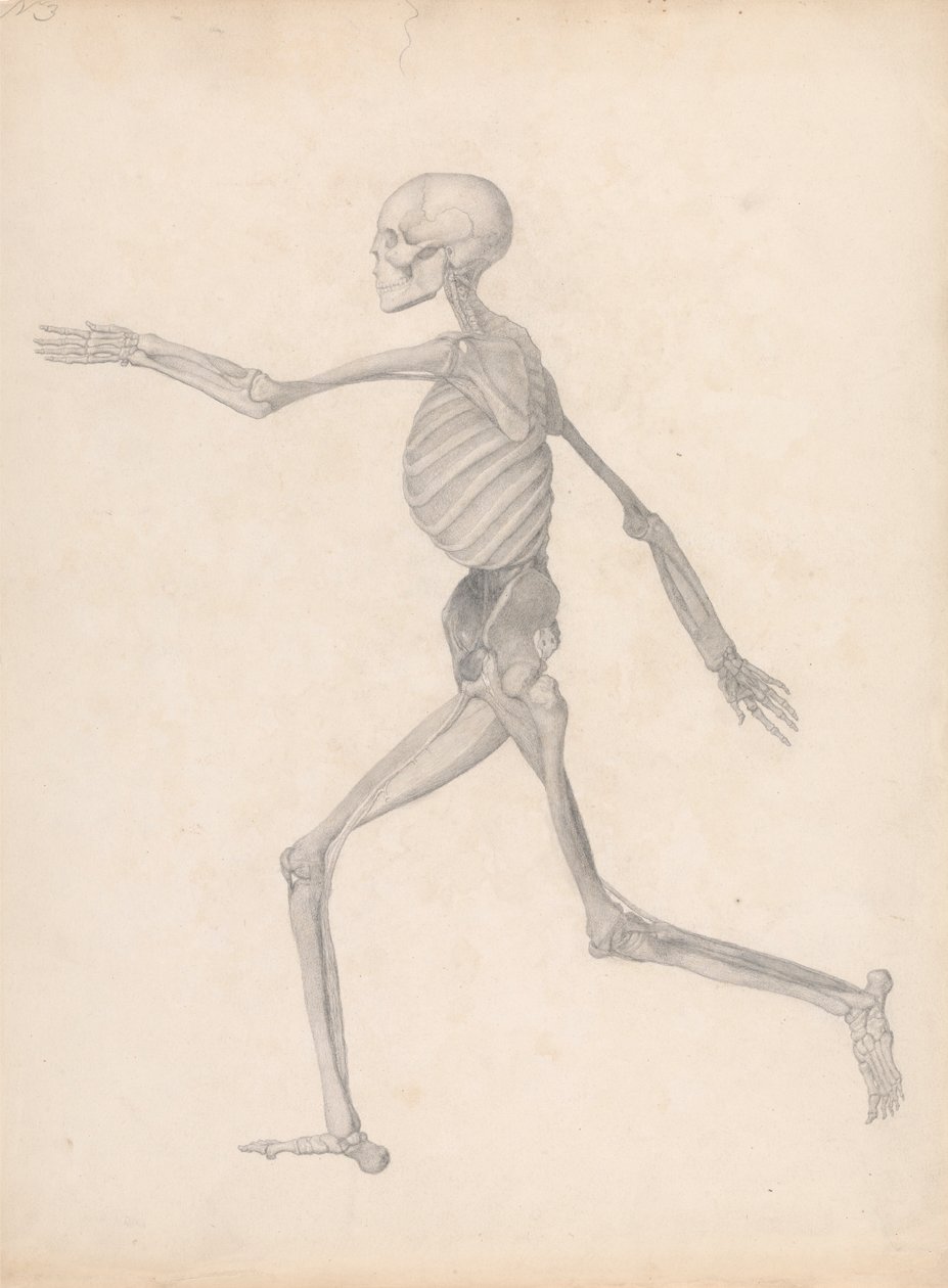 İnsan Figürü, Yandan Görünüm (Diseksiyondaki son aşamayı temsil eden, yayınlanmamış bir tablo için bitmiş çalışma) by George Stubbs