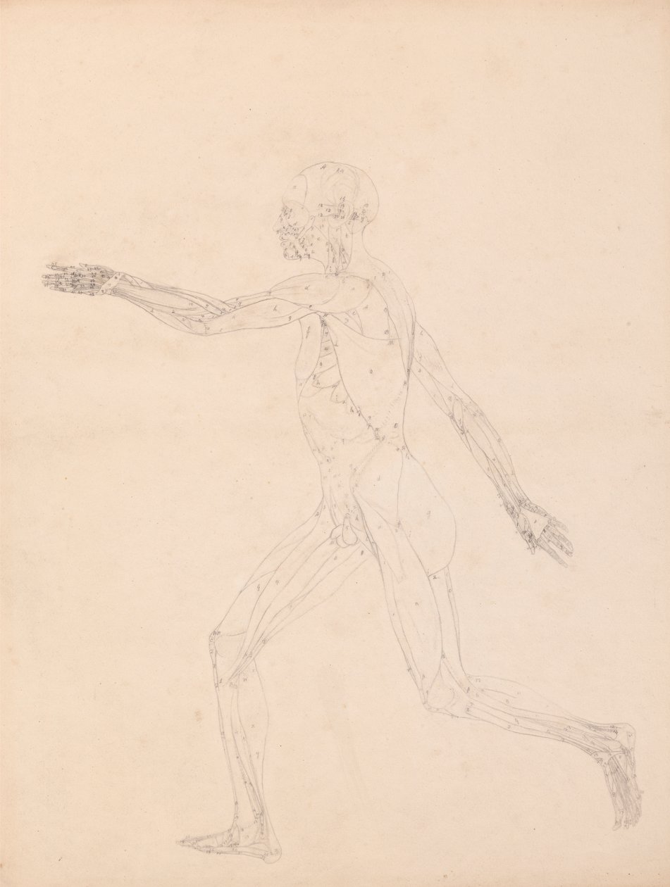 İnsan Figürü, Yandan Görünüm (Tablo XIII'deki anahtar figür için) by George Stubbs
