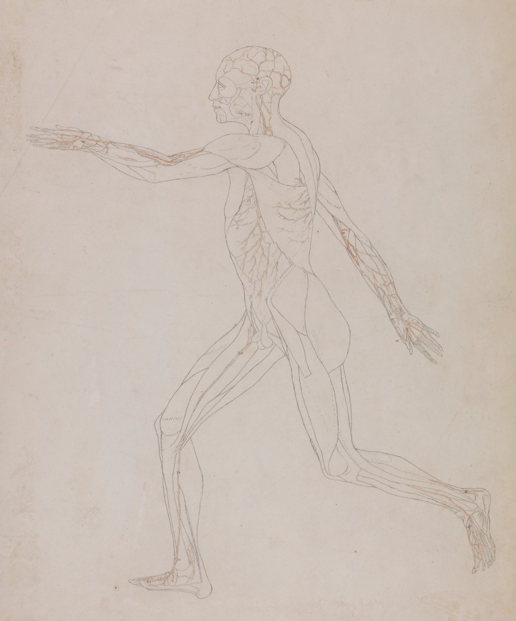 İnsan Figürü, Yandan Görünüm (Tablo XIII ile ilgili, kasları besleyen damarların detaylı çalışması) by George Stubbs