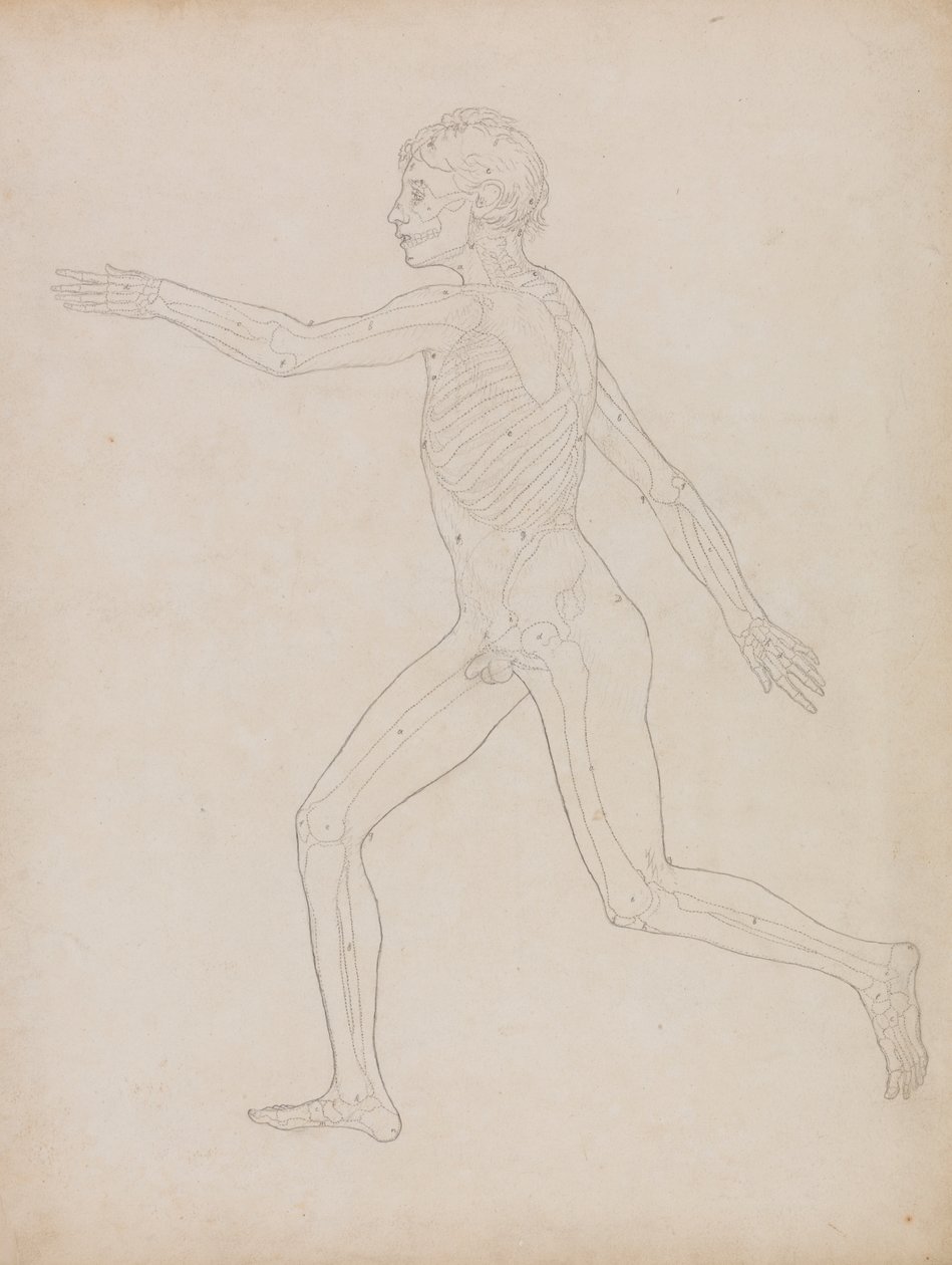 İnsan Figürü, Yandan Görünüm by George Stubbs