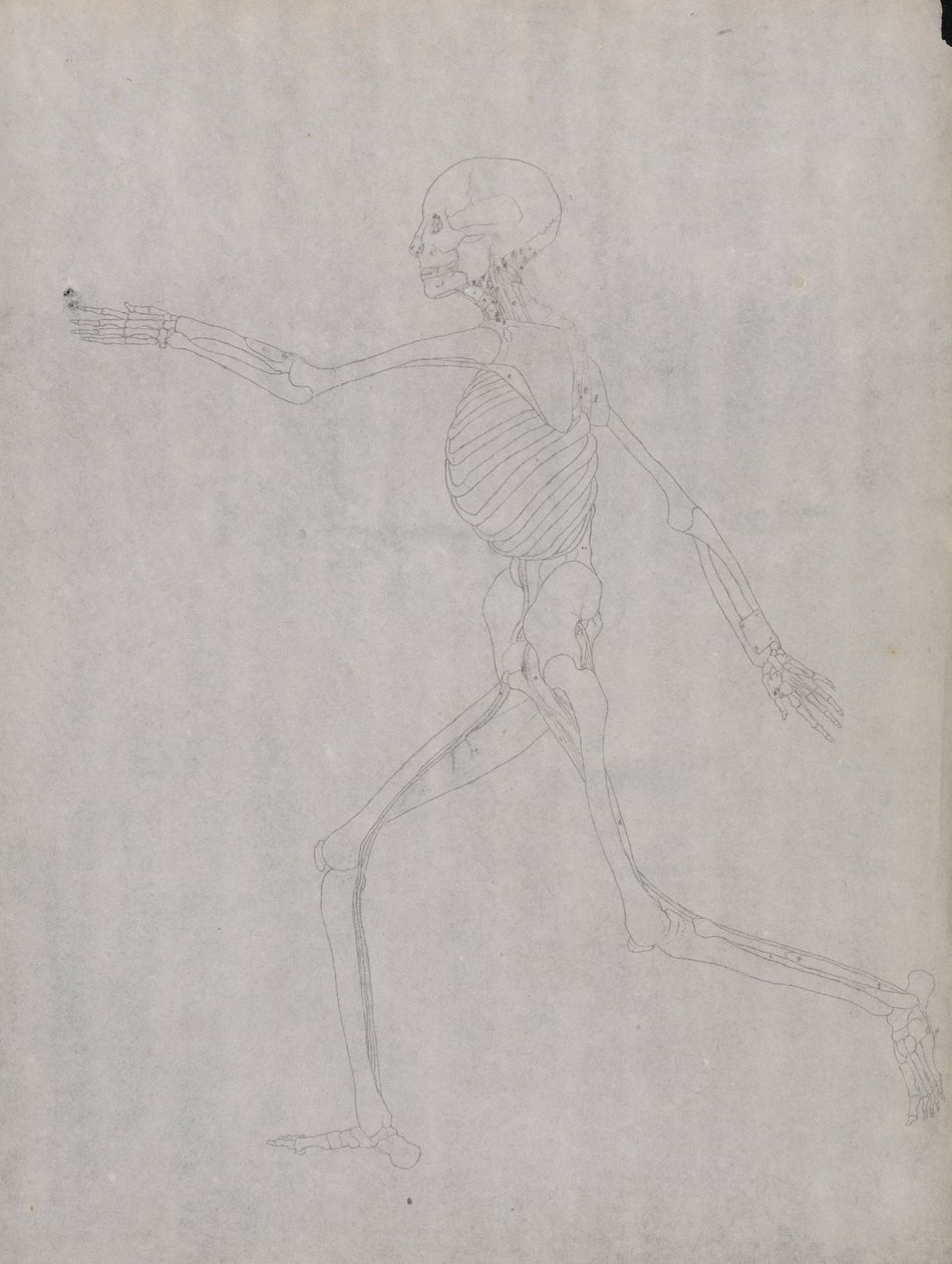 İnsan Figürü, Yandan Görünüm by George Stubbs