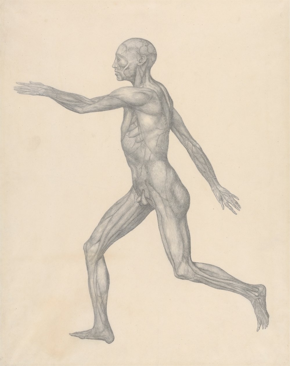 İnsan Figürü, Derinin ve Alttaki Fasyal Katmanların Çıkarılmasından Sonra Yandan Görünüm (Tablo XIII için Bitmiş Çalışma) by George Stubbs
