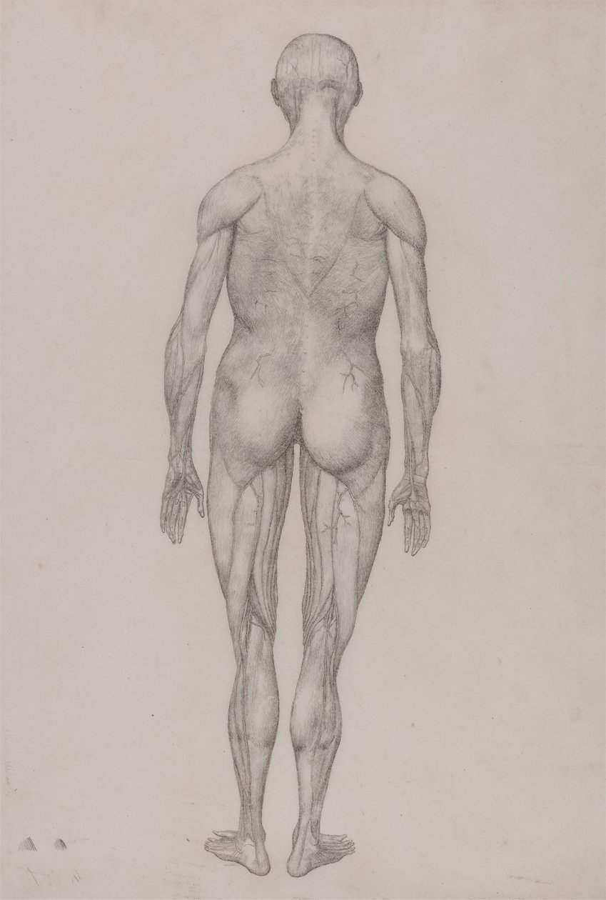 İnsan Figürü, Arkadan Görünüm (Tablo XII için Bitmiş Çizimle Neredeyse Aynı) by George Stubbs