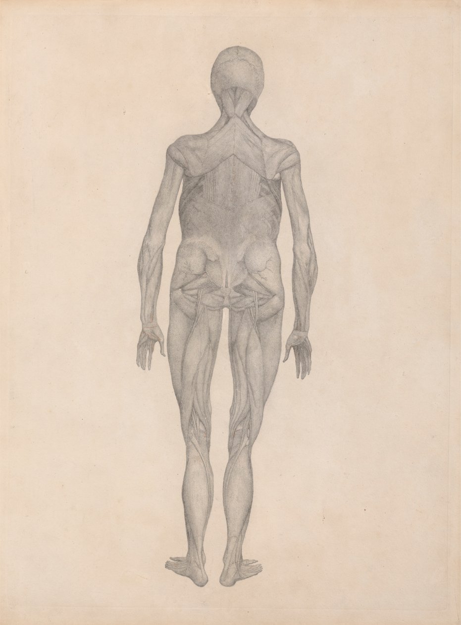 İnsan Figürü, Arkadan Görünüm (Yayınlanmamış Bir Levhanın Biten Çalışması) by George Stubbs