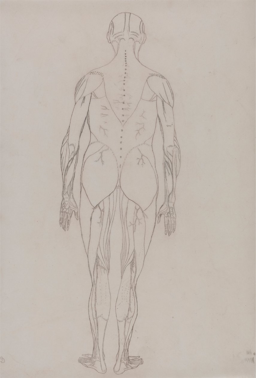İnsan Figürü, Arkadan Görünüm (Tablo XII'deki Anahtar Şekil için Anahat Çizimi) by George Stubbs