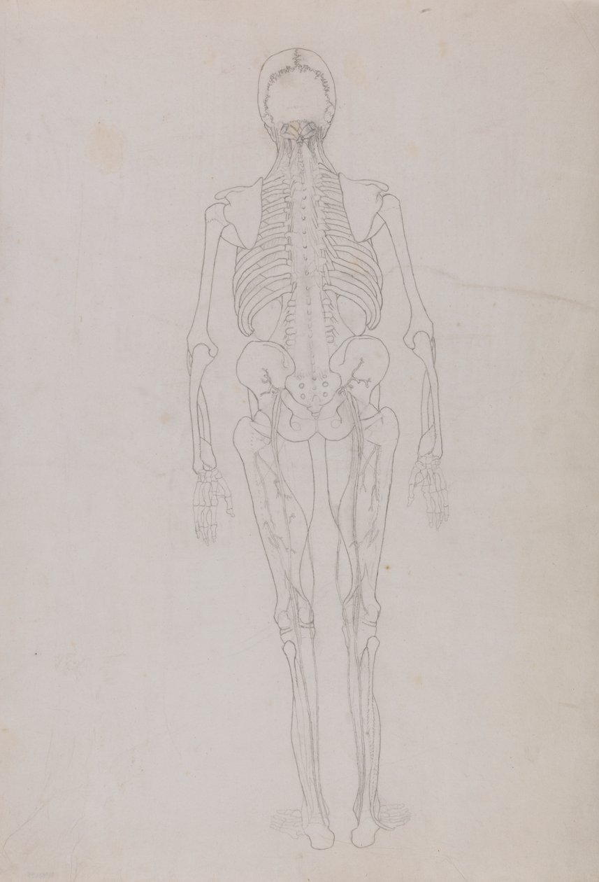 İnsan Figürü, Arkadan Görünüm (Diseksiyonun son aşamasını gösteren önemli bir figür için ana hat çizimi) by George Stubbs