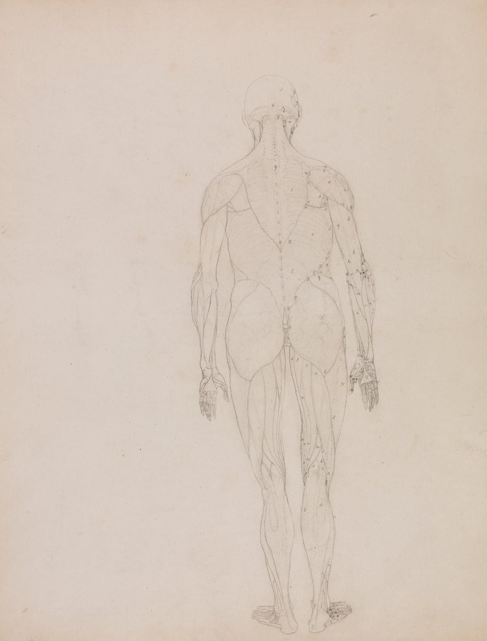 İnsan Figürü, Arkadan Görünüm (Tablo XII'deki anahtar figürün ana hatları) by George Stubbs