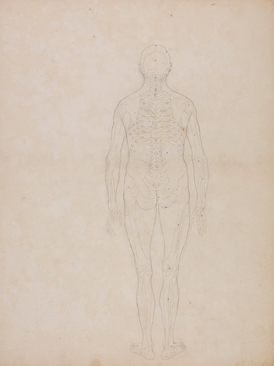 İnsan Figürü, Arkadan Görünüm by George Stubbs