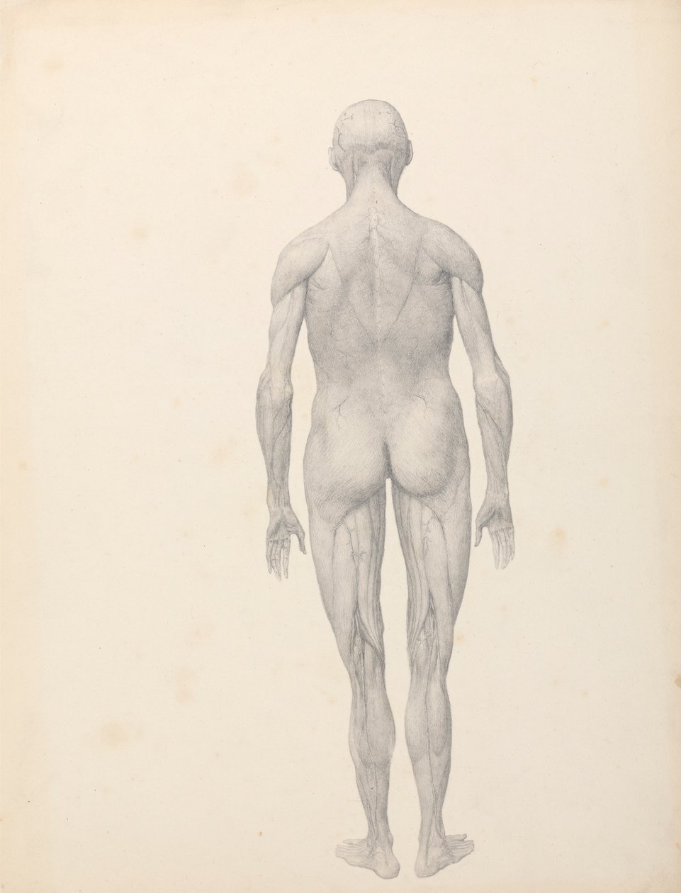 İnsan Figürü, Arkadan Görünüm, Kısmen Disseke (Tablo XII için Çalışma Bitmiş) by George Stubbs
