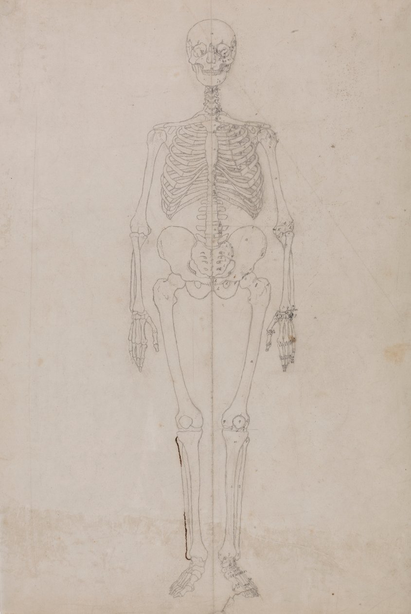 İnsan İskeleti, Önden Görünüm (Son çalışma) by George Stubbs