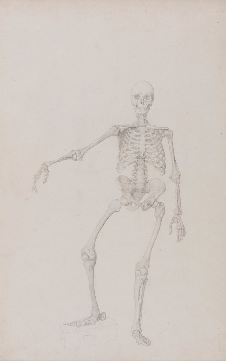 İnsan İskeleti, Önden Görünüm (Sağ Kol Uzanmış; yayınlanmamış tablo için bitmiş çalışma) by George Stubbs