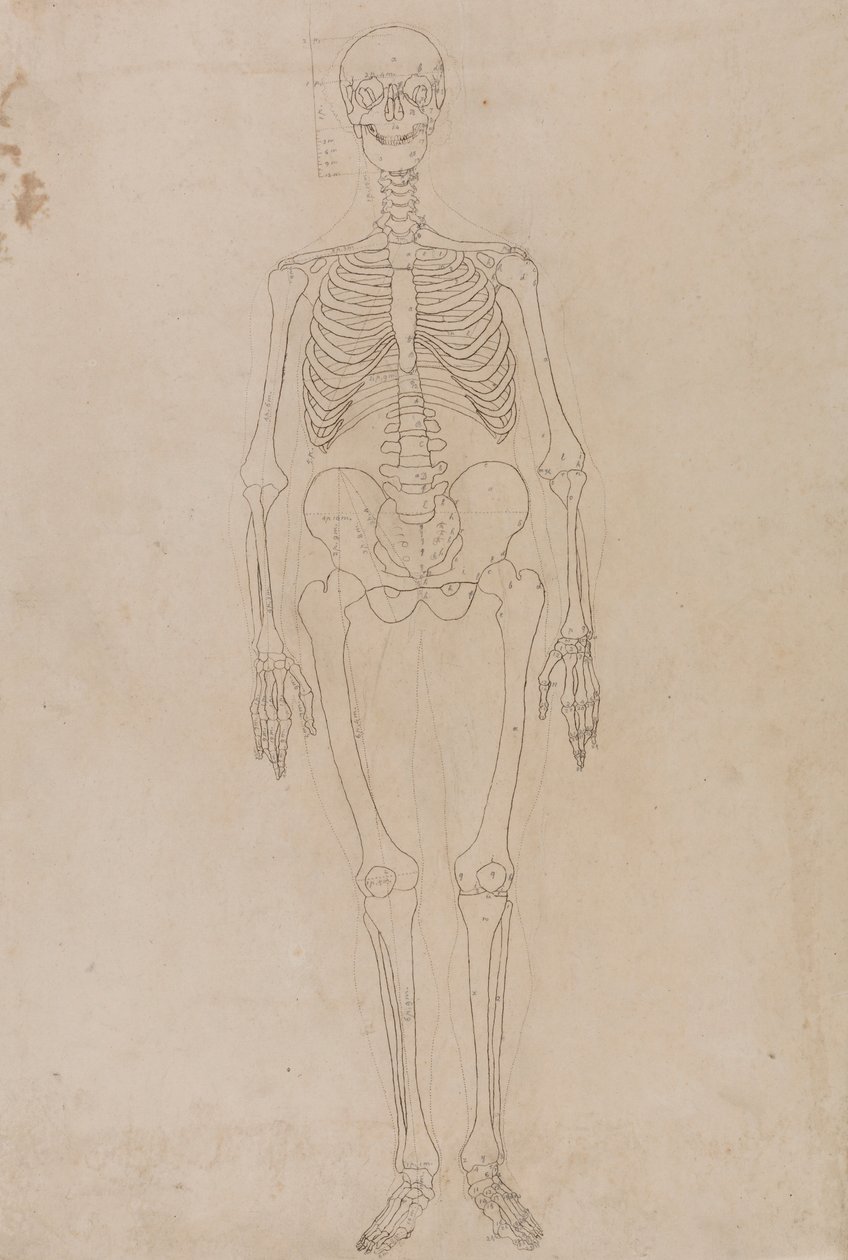 insan iskeleti, önden bakış by George Stubbs