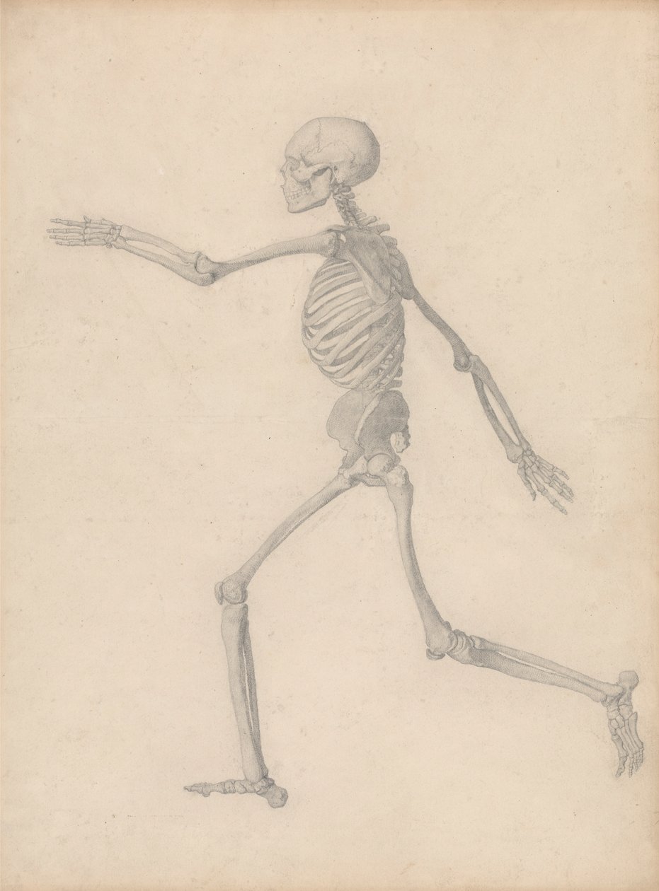 İnsan İskeleti, Yandan Görünüm (Tablo III için Son Çalışmaya Yakın Ama Detayda Farklı) by George Stubbs