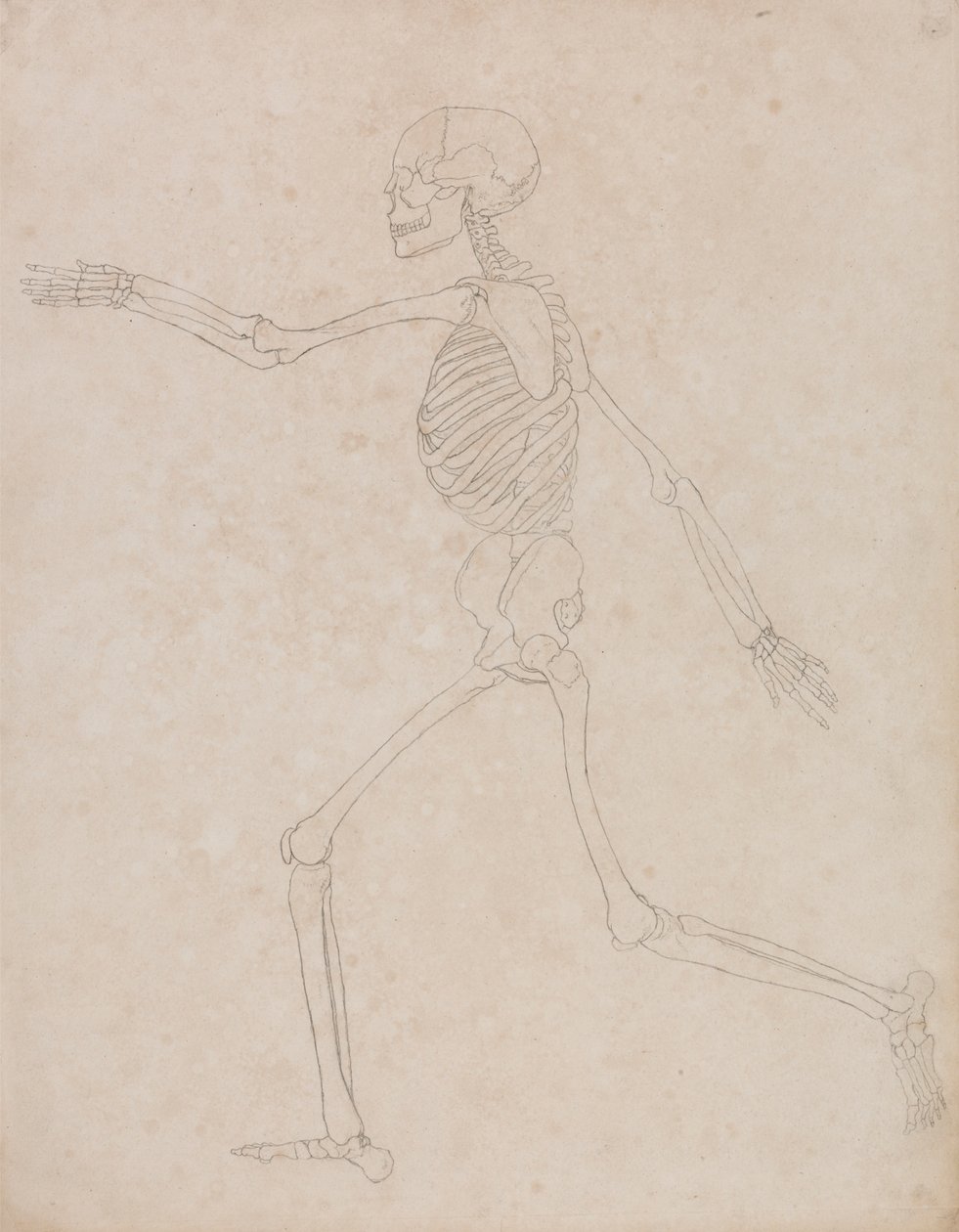 İnsan İskeleti, Yandan Görünüm (Başlangıçta Tablo III'te anahtar figür olarak kullanılmak üzere hazırlanmış ancak daha sonra terk edilmiş olabilir) by George Stubbs