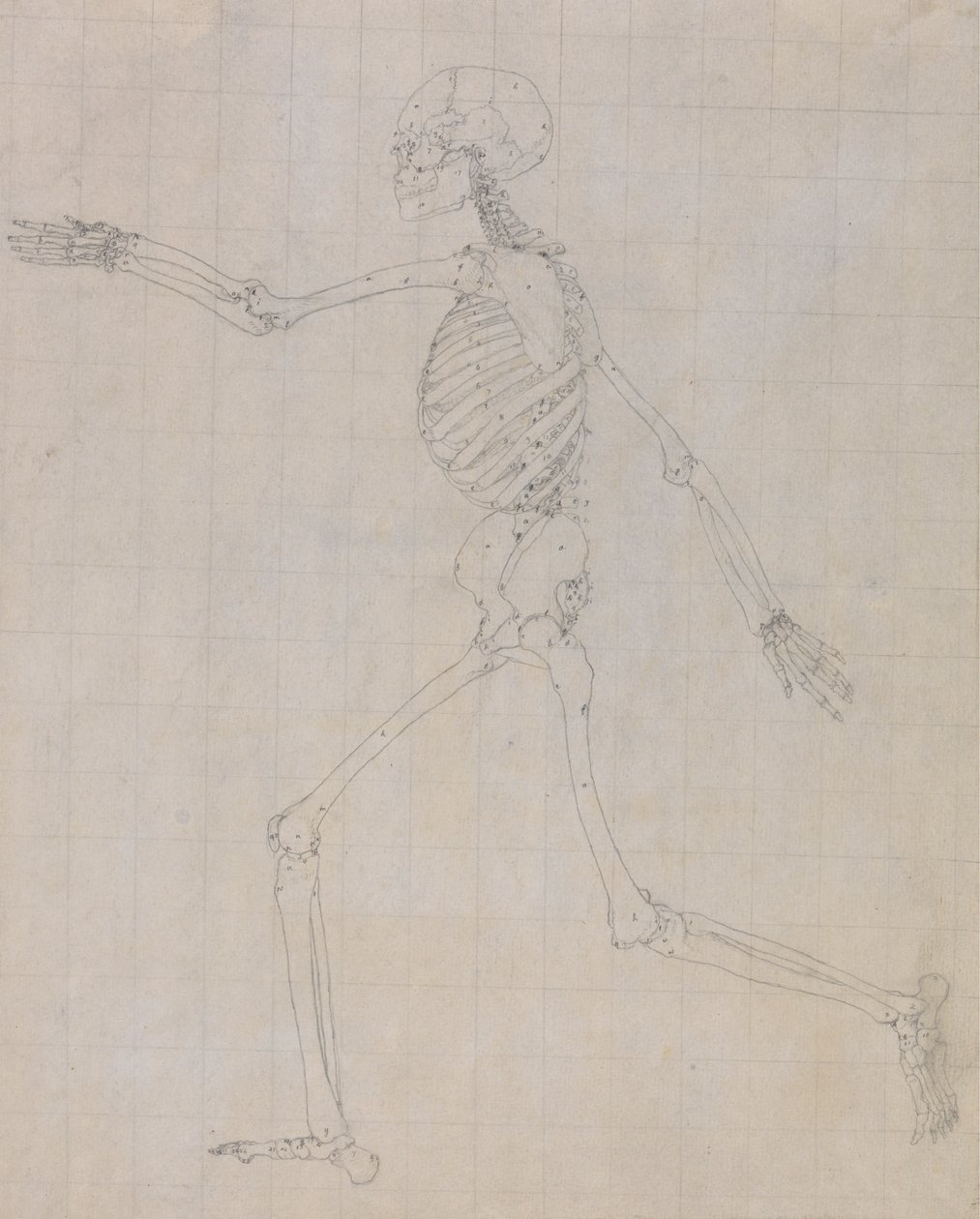 İnsan İskeleti, Yandan Görünüm (Tablo III'teki anahtar figür için iskeletin ana hatları) by George Stubbs