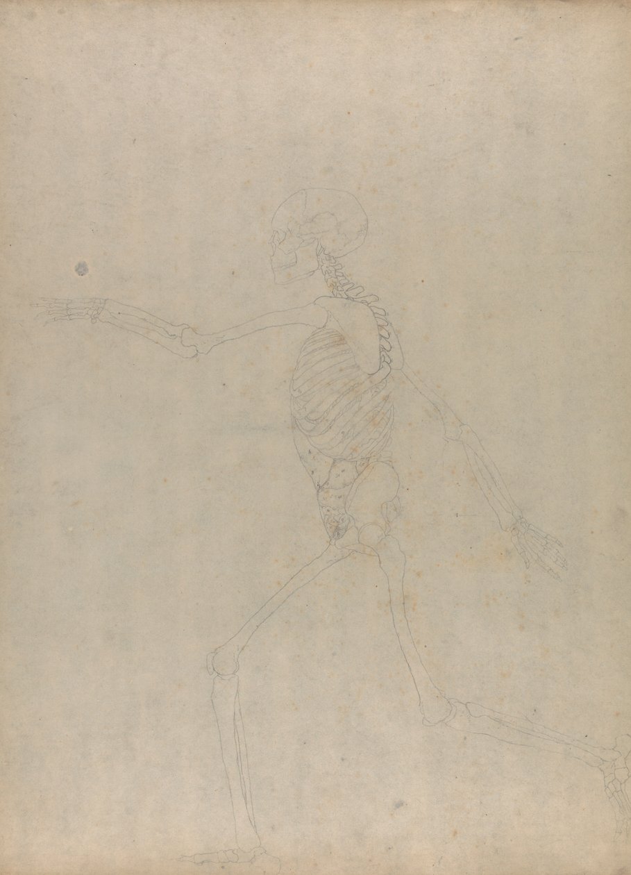 İnsan İskeleti, Yandan Görünüm (Karın iç organlarını gösteren yayınlanmamış bir tablonun önemli bir figürü için çalışma) by George Stubbs