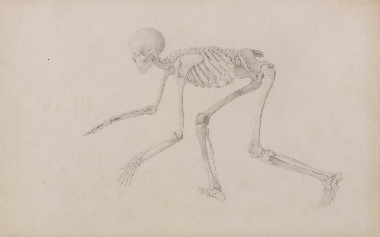 İnsan İskeleti, Yandan Görünüm (Emekleme Duruşunda; yayınlanmamış bir tablo için çalışma tamamlandı) by George Stubbs