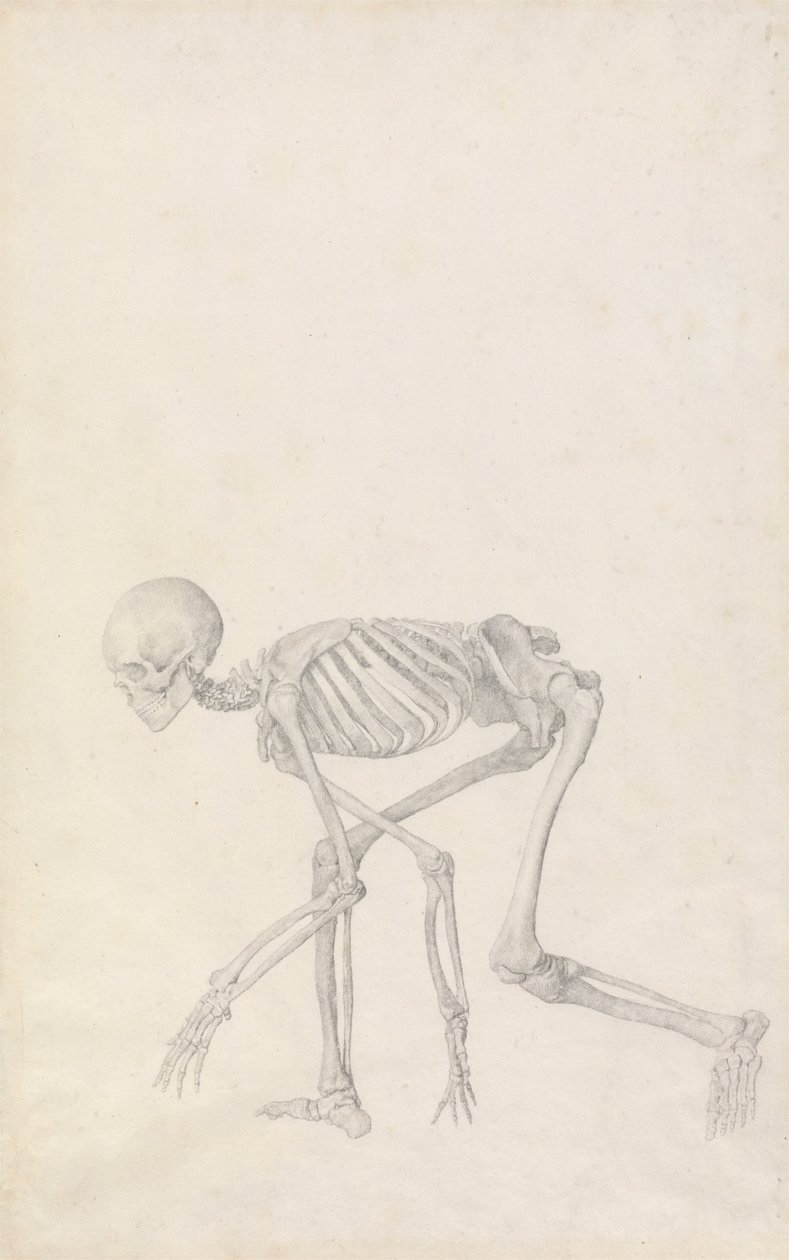 İnsan İskeleti, Yandan Görünüm (Çömelmiş Duruşta; yayınlanmamış bir tablo için çalışma tamamlandı) by George Stubbs