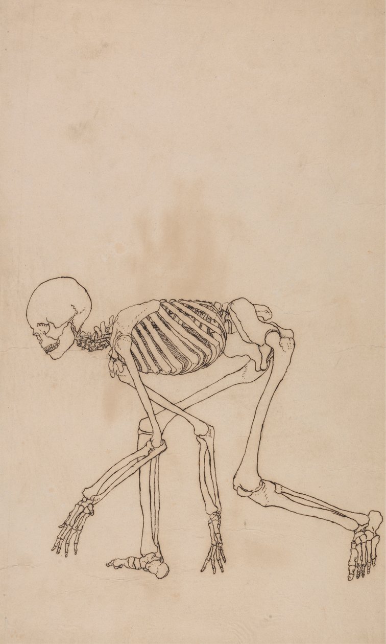 insan iskeleti, yandan bakış by George Stubbs