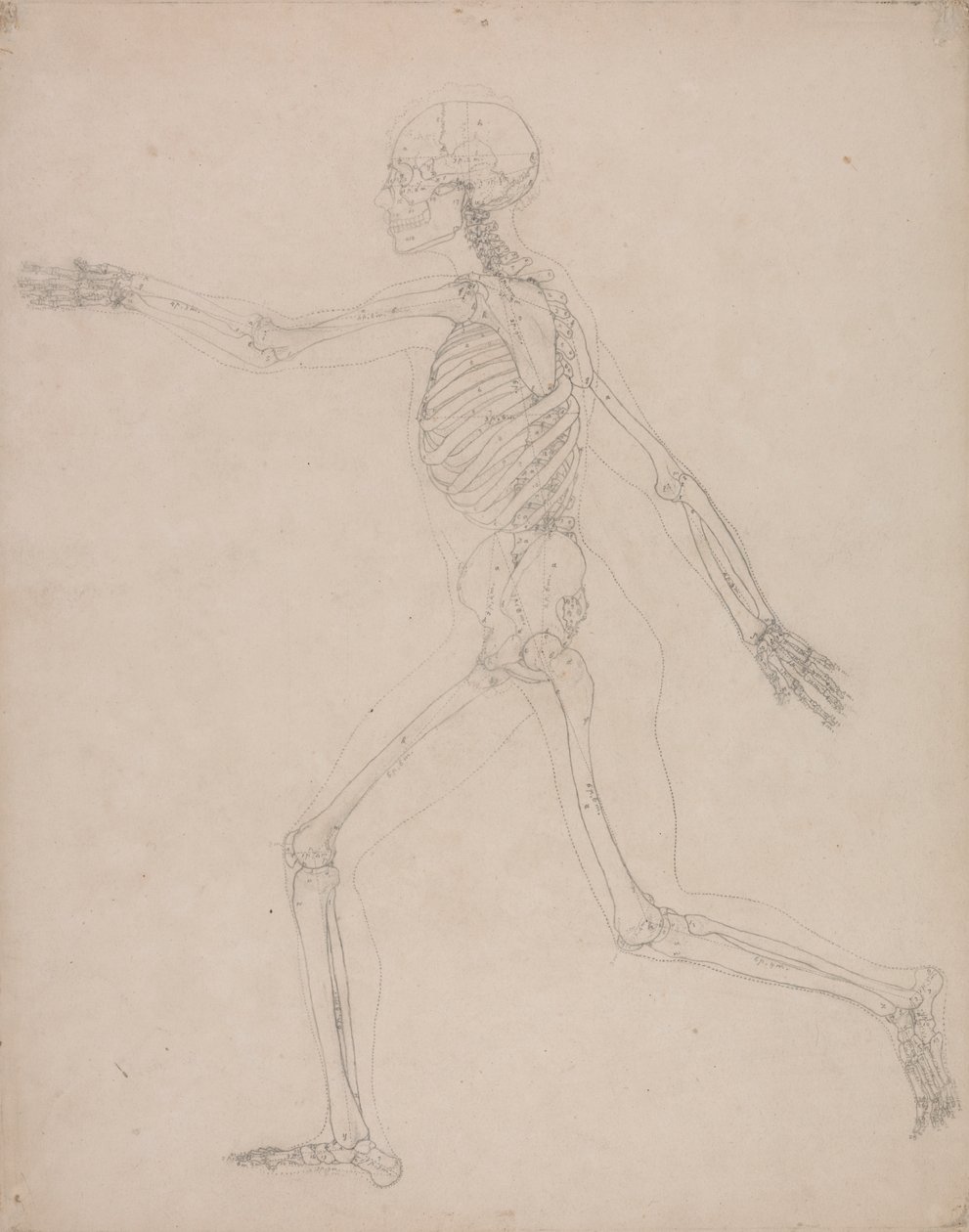 insan iskeleti, yandan bakış by George Stubbs