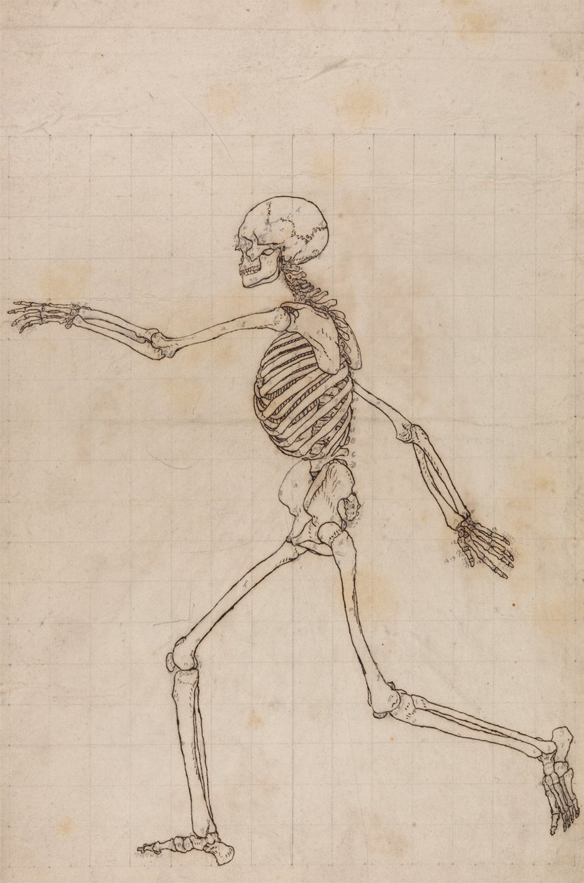 insan iskeleti, yandan bakış by George Stubbs