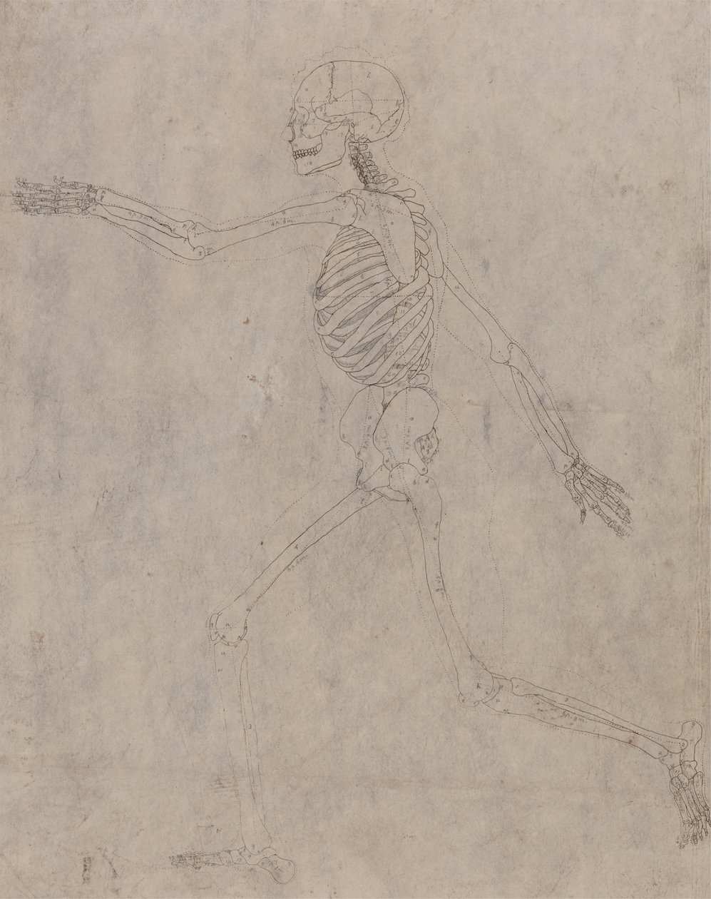 insan iskeleti, yandan bakış by George Stubbs