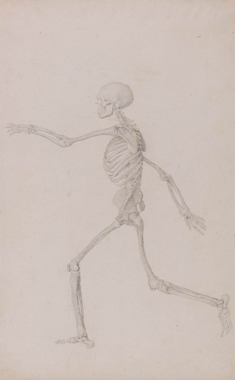 İnsan İskeleti, Soldan Görülen Yan Görünüm, Koşarken (Tablo III için Çalışmayı Bitirdi) by George Stubbs