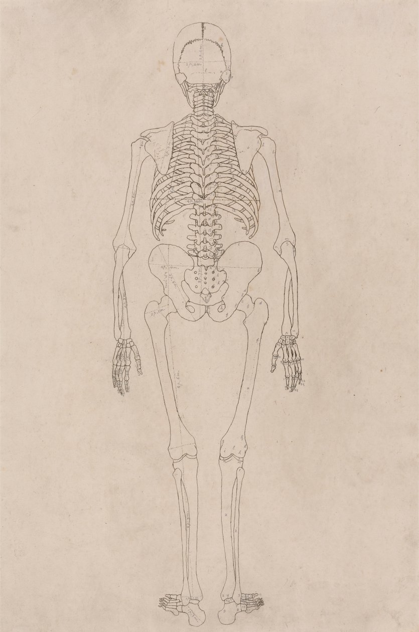 İnsan İskeleti, Arkadan Görünüm (Tablo II ile İlgili) by George Stubbs