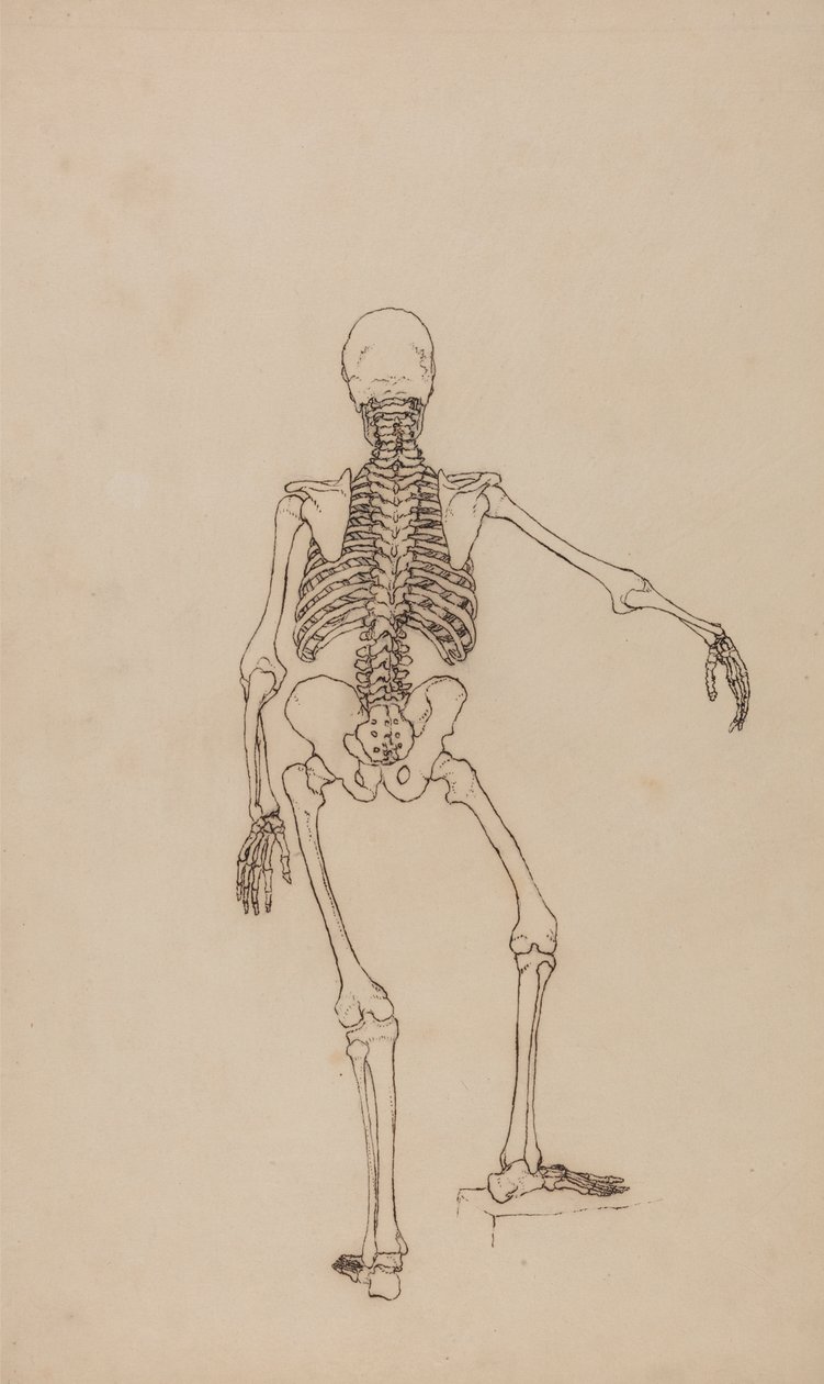insan iskeleti, arka bakış by George Stubbs