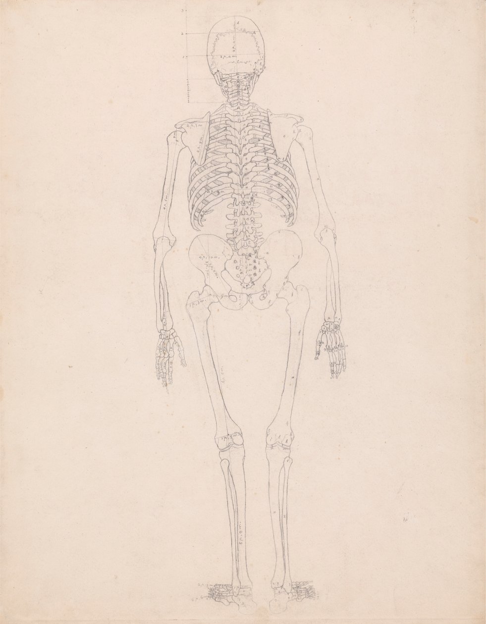 insan iskeleti, arka bakış by George Stubbs