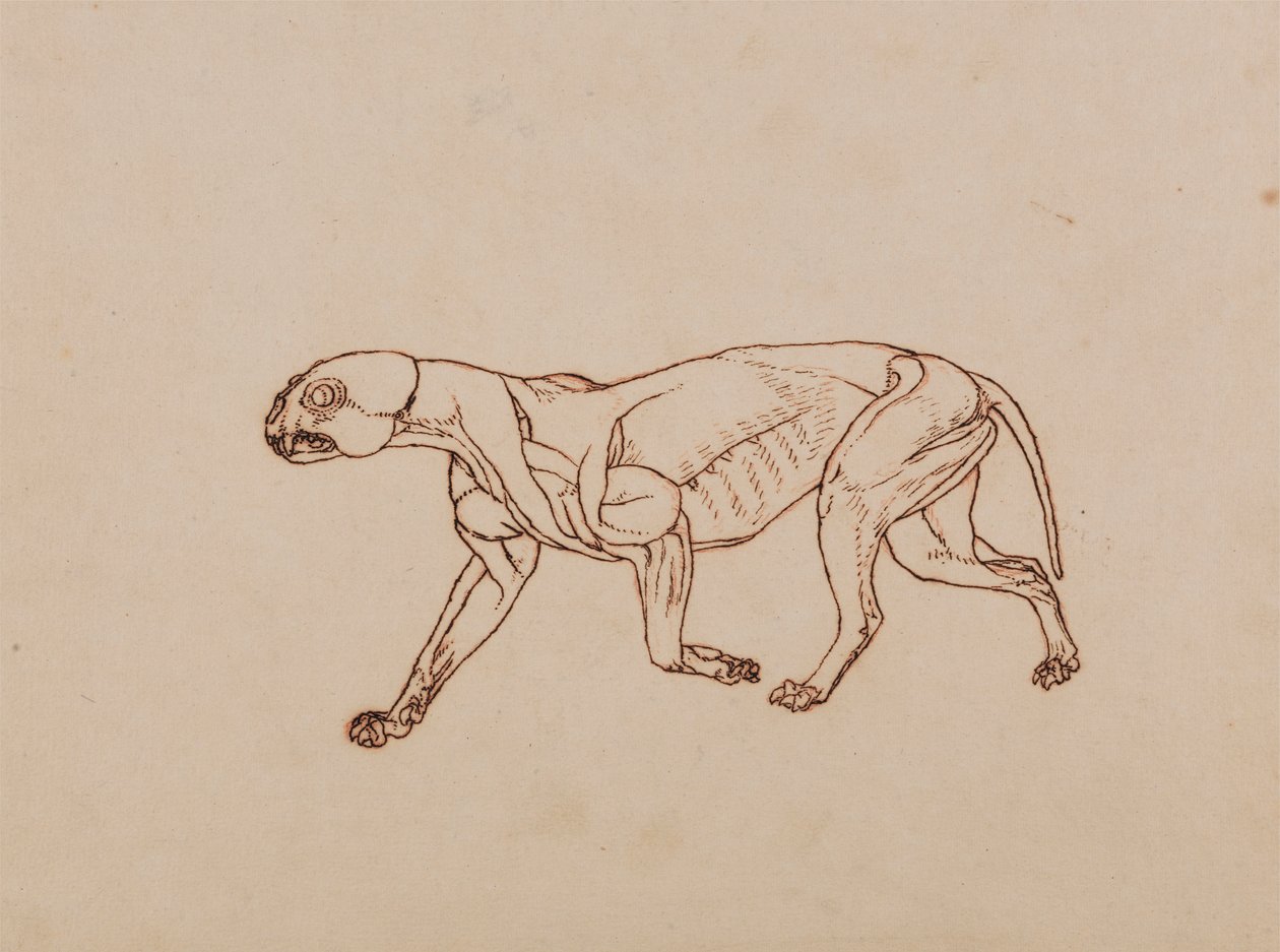Leopar Gövde, Yandan Görünüm by George Stubbs