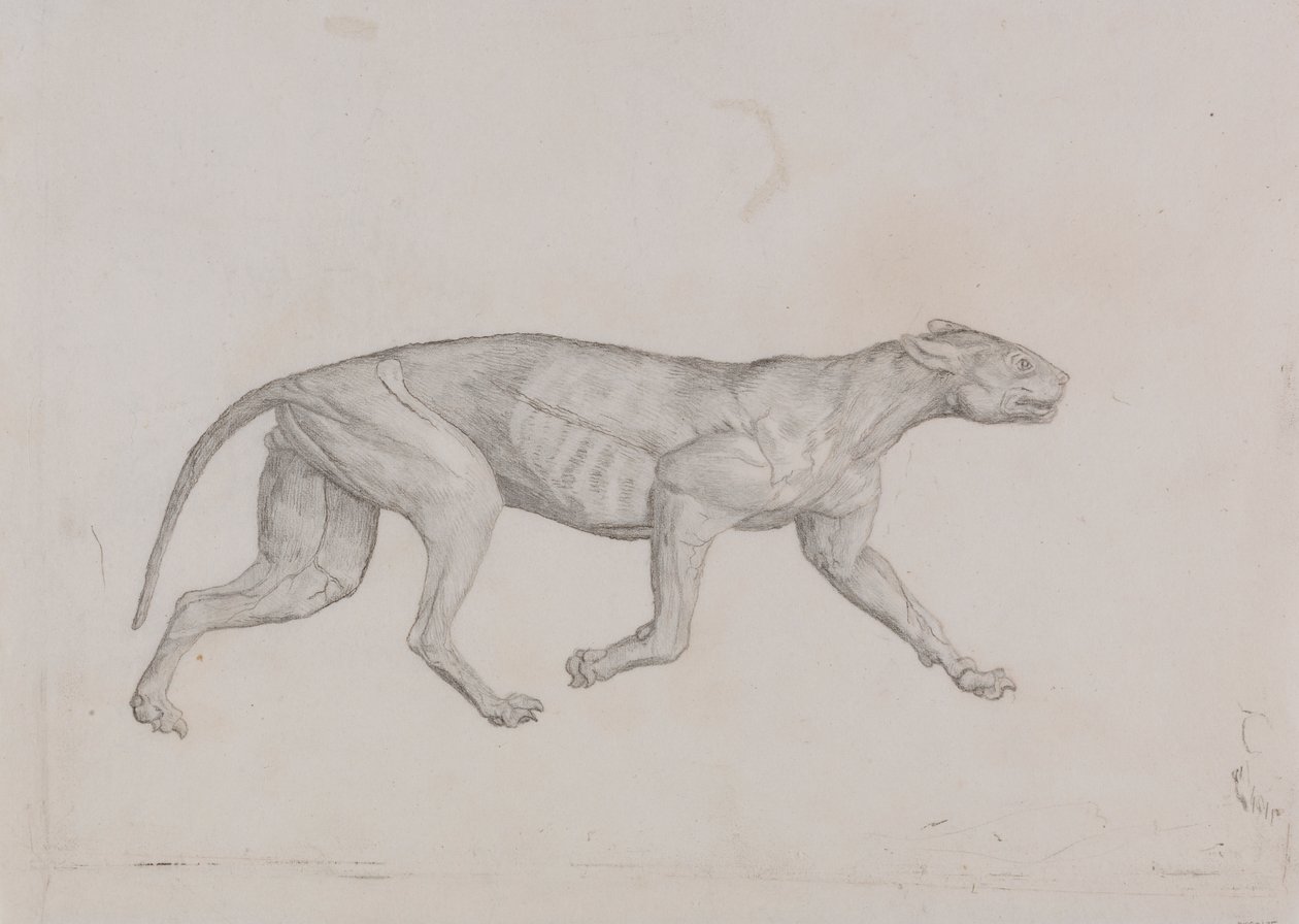 Leopar Gövde, Yandan Görünüm by George Stubbs