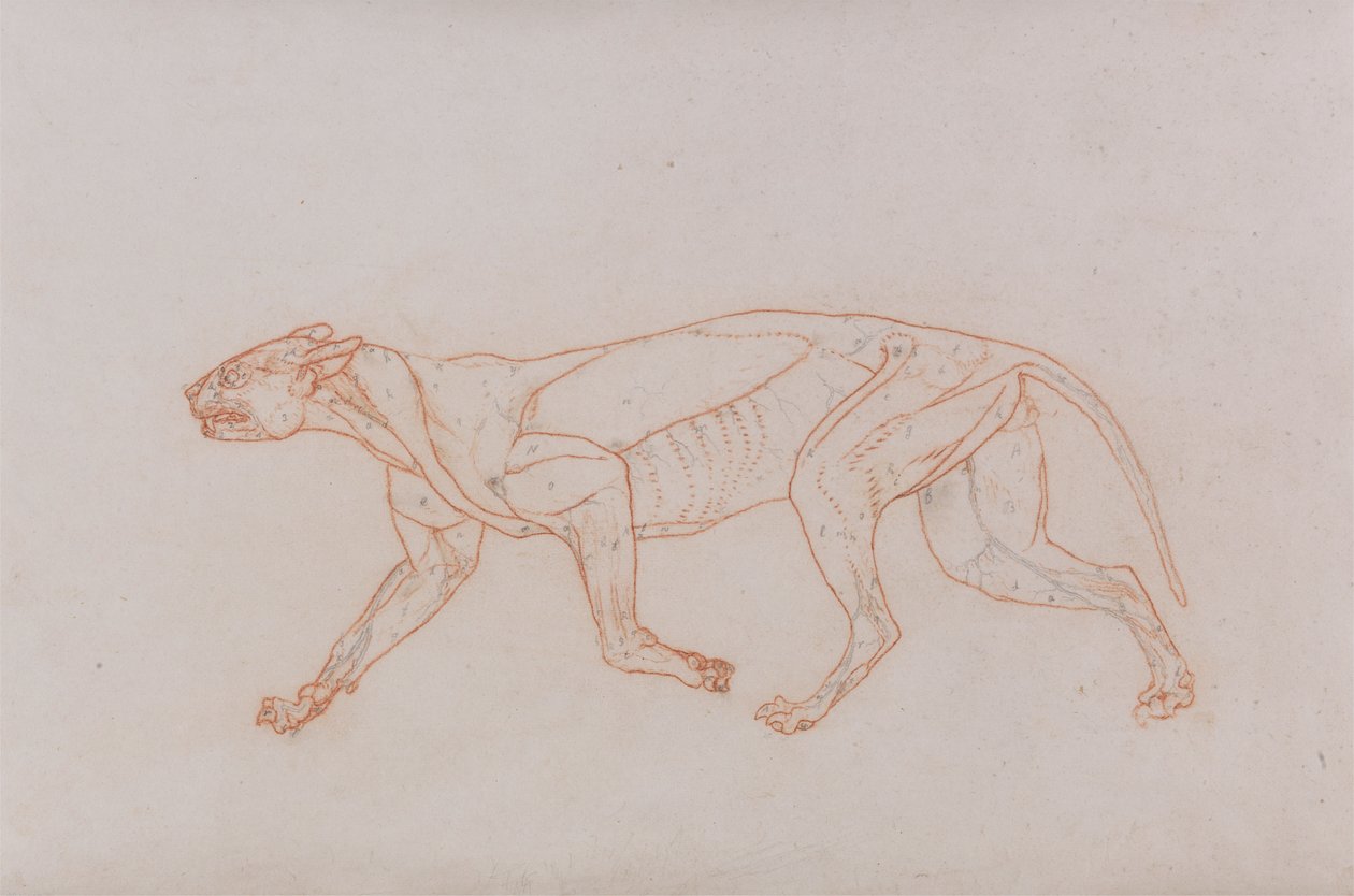 Leopar Gövde, Yandan Görünüm by George Stubbs