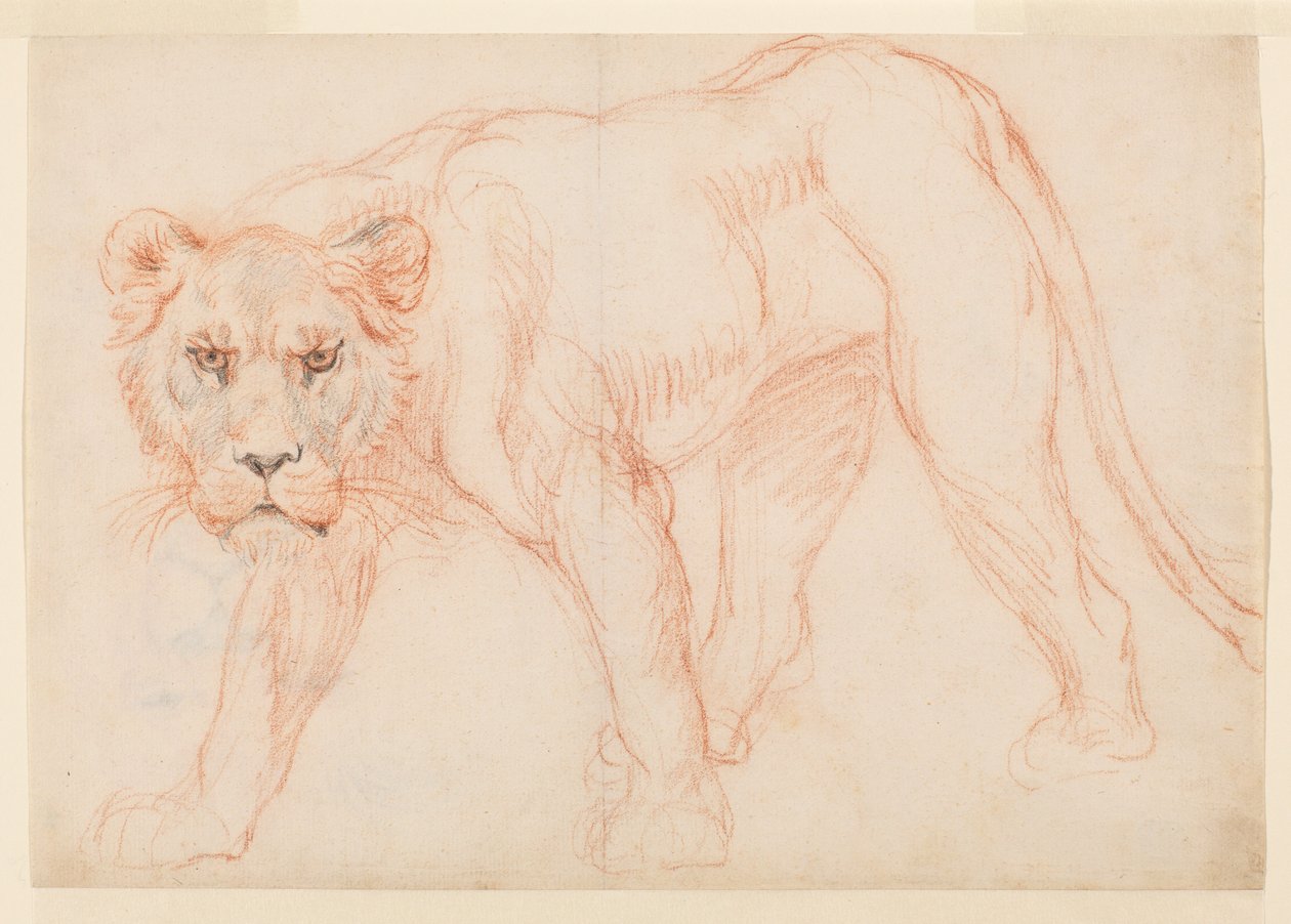 Dişi aslan sinsi sinsi, recto, 18. veya 19. yüzyıl by George Stubbs