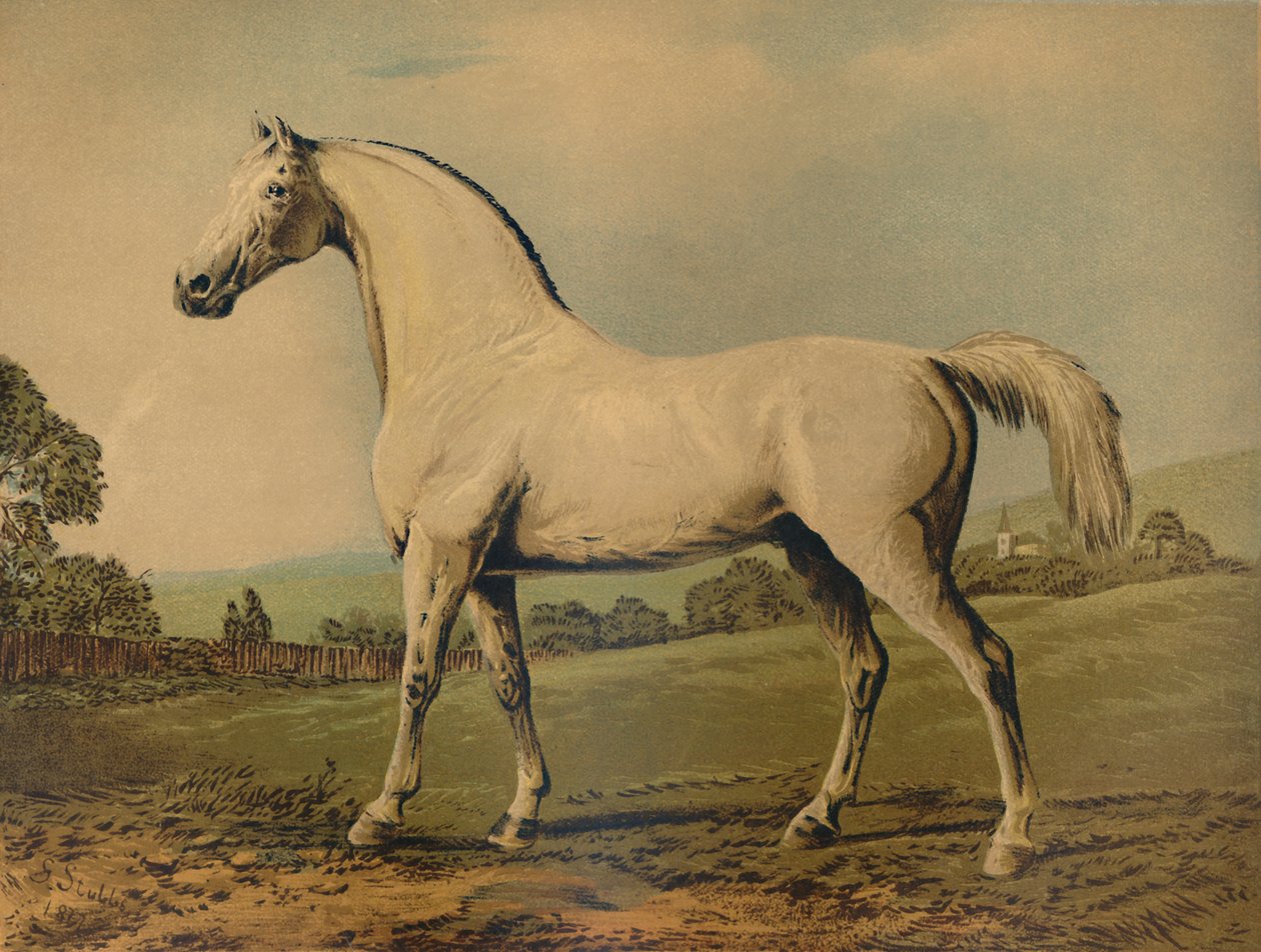 Mambrino. Lord Grosvenor, c1770s, c1879 tarafından getirildi. by George Stubbs