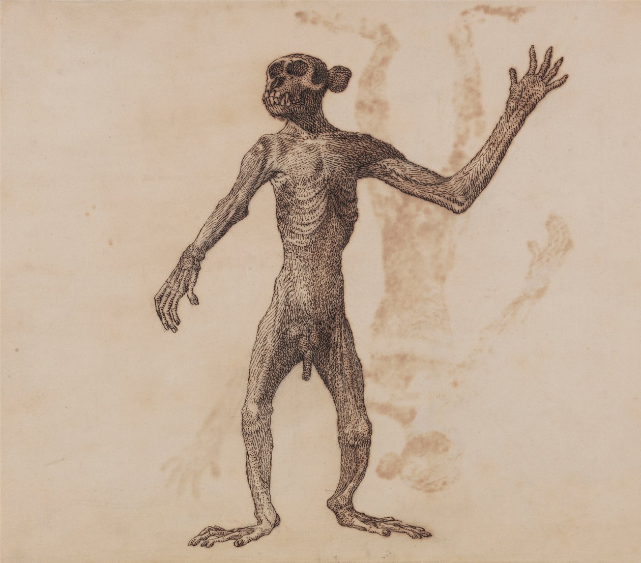 Ayakta Maymun, Önden Görünüm by George Stubbs