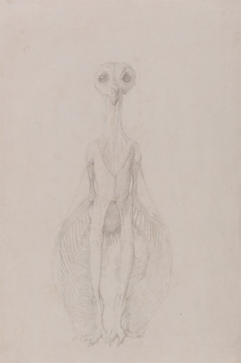 Baykuş Ayakta, Önden Görünüm by George Stubbs