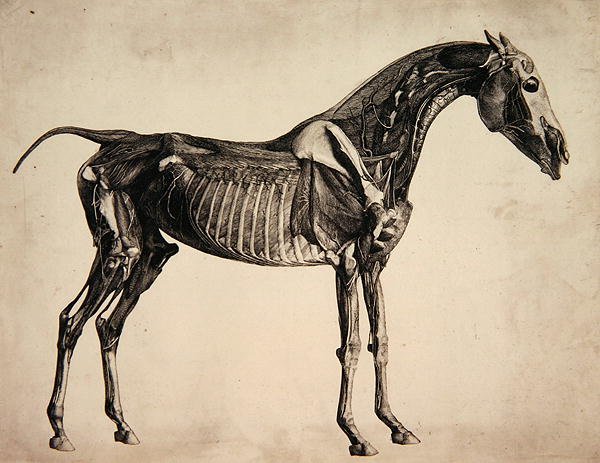 "Atın Anatomisi"nden bir levha, c.1766 (gravür) by George Stubbs