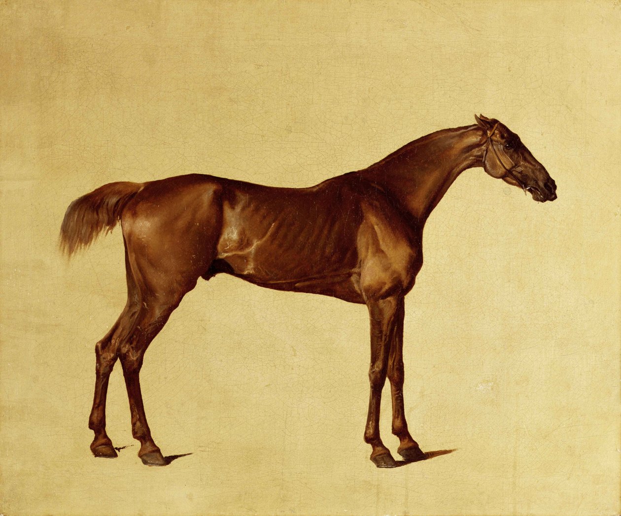 Rufus (tuval üzerine yağlıboya) by George Stubbs