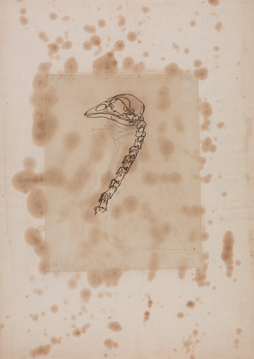 ಸ್ಟಡಿ ಆಫ್ ಎ ಫೌಲ್ ಹೆಡ್ ಮತ್ತು ನೆಕ್, ಲ್ಯಾಟರಲ್ ವ್ಯೂ, 1795-1806 (ಪ್ಯಾಟರ್ಕ್‌ನಲ್ಲಿ ಪೆನ್ ಮತ್ತು ಇಂಕ್ ಮತ್ತು ಗ್ರ್ಯಾಫೈಟ್) ಹುಲಿ ಮತ್ತು ಕಾಮನ್ ಫೌಲ್‌ನೊಂದಿಗೆ ಮಾನವ ದೇಹದ ರಚನೆಯ ತುಲನಾತ್ಮಕ ಅಂಗರಚನಾ ನಿರೂಪಣೆಯಿಂದ by George Stubbs