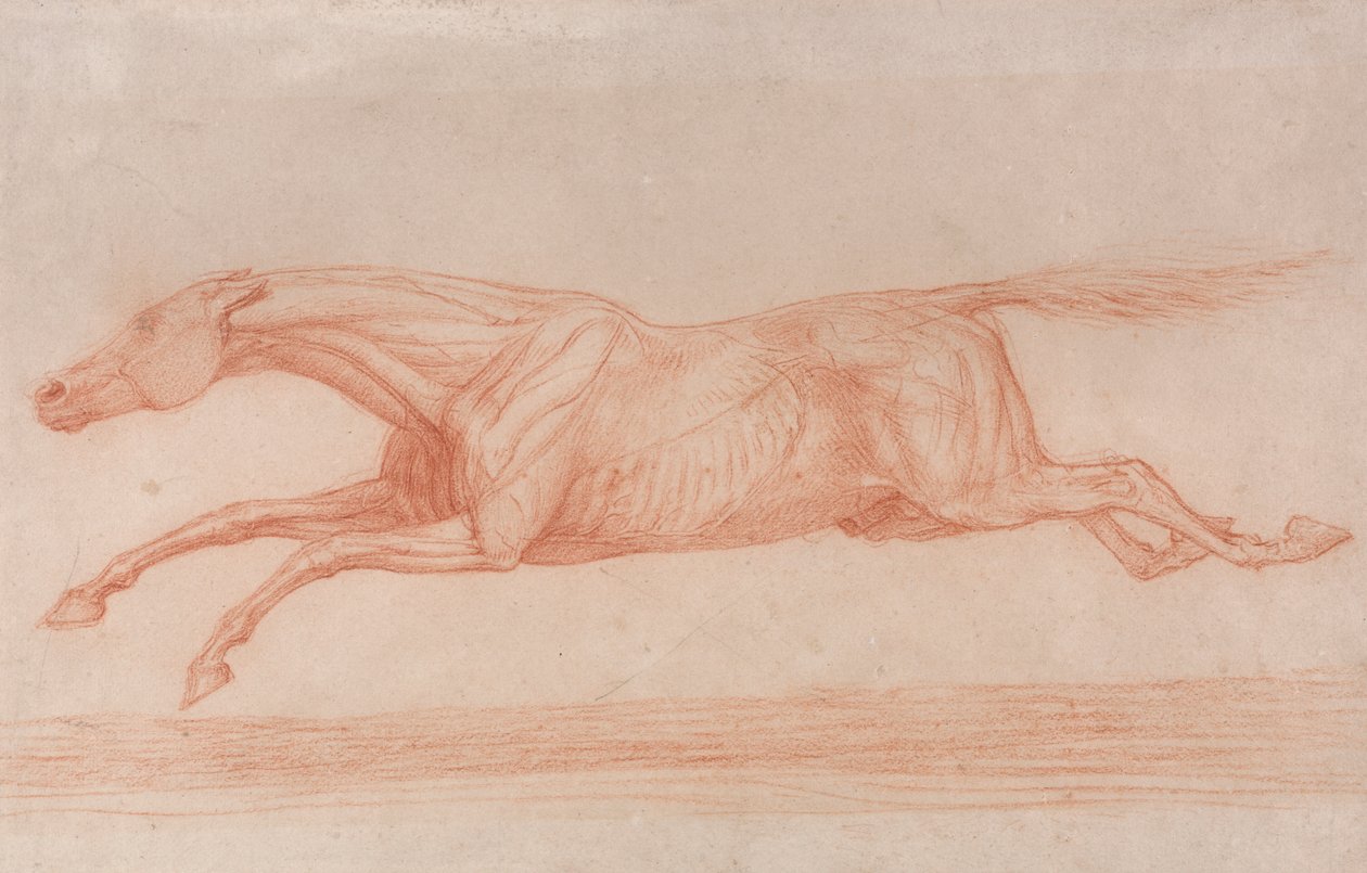 Hareket Halindeki Bir Yarış Atı Çalışması: Sola Dörtnala Koşmak, Kasların Hareketini Göstermek İçin Derisi Yüzülmüş Yarı Anatomik Bir Çalışma by George Stubbs