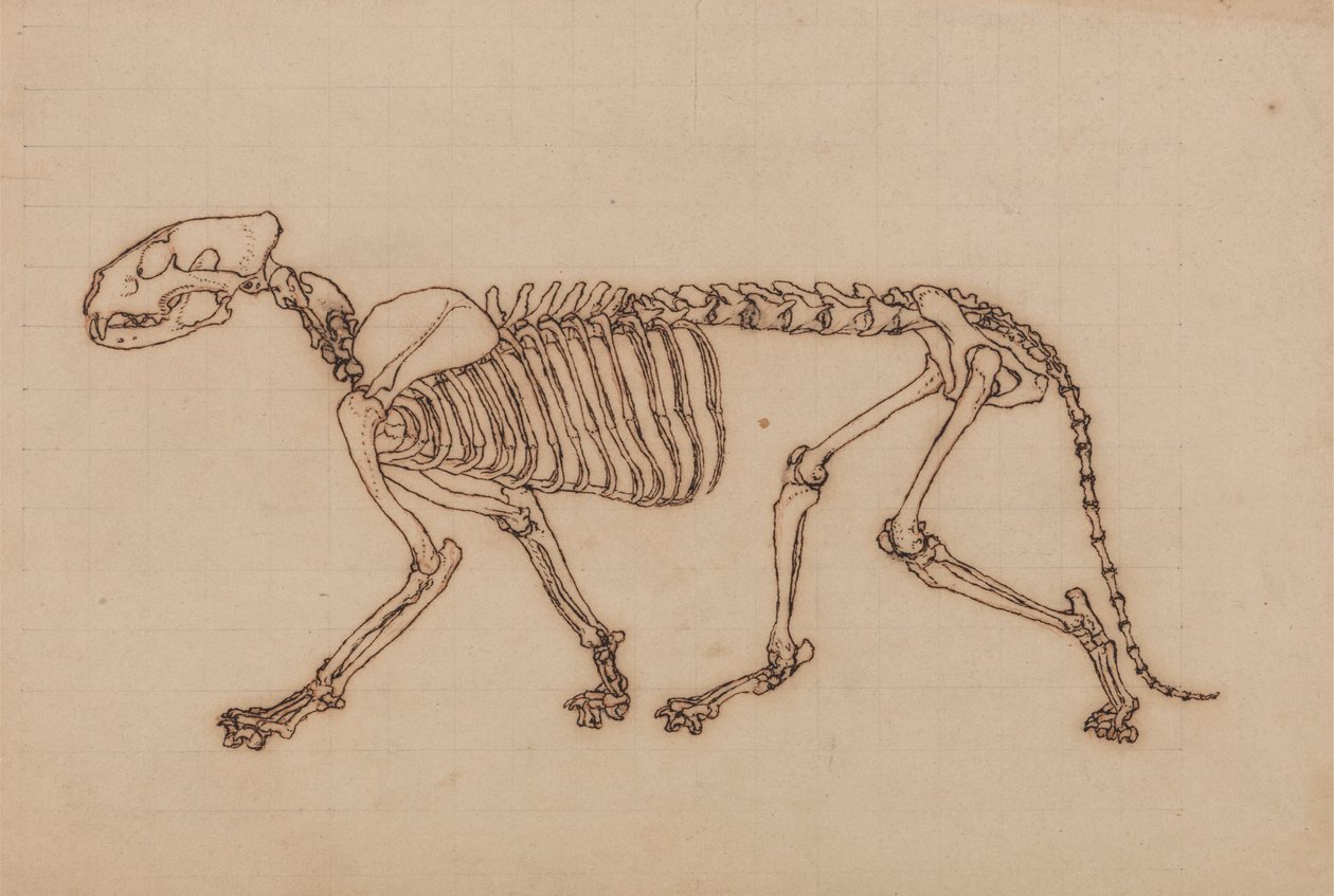 İnsan Vücudunun Yapısının Bir Kaplan ve Sıradan Bir Tavuğun Yapısı ile Karşılaştırmalı Anatomik Bir Açıklamasından Kaplan Çalışması, Yandan Görünüm, 1795-1806 (ağır tebeşir grafit üzerine siyah mürekkep by George Stubbs
