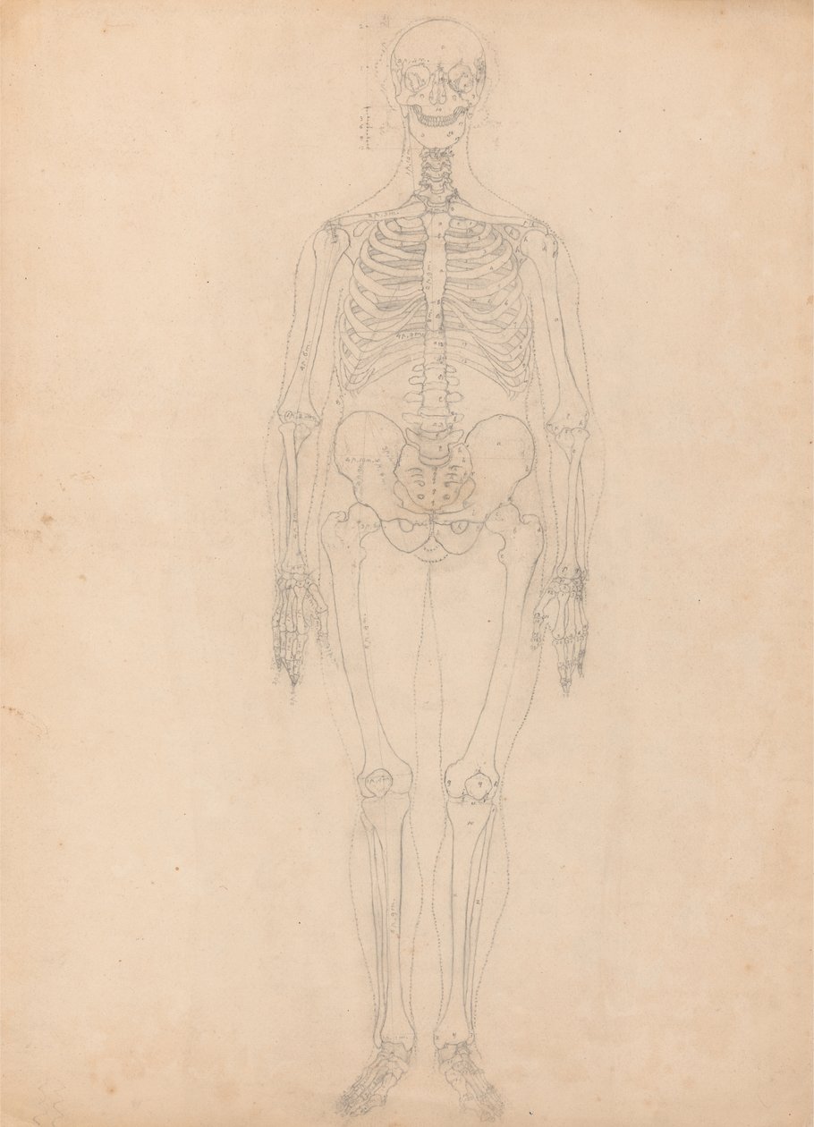 İnsan Figürü Çalışması, Önden Görünüm, İnsan Vücudunun Yapısının Bir Kaplan ve Sıradan Bir Tavuğun Yapısı ile Karşılaştırmalı Anatomik Bir Açıklamasından Tablo I